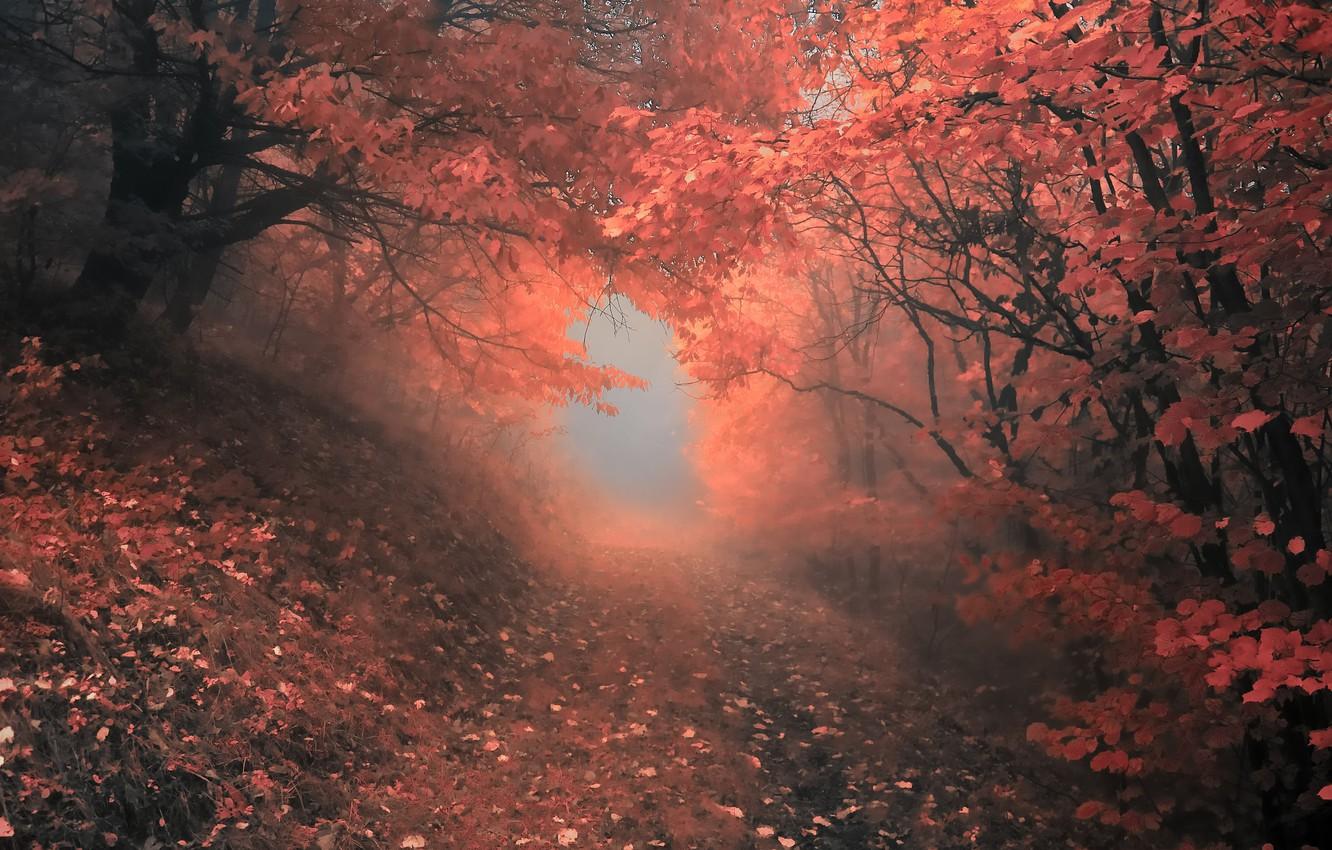 Wallpaper autumn, forest, trees, fog, Nature, forest
