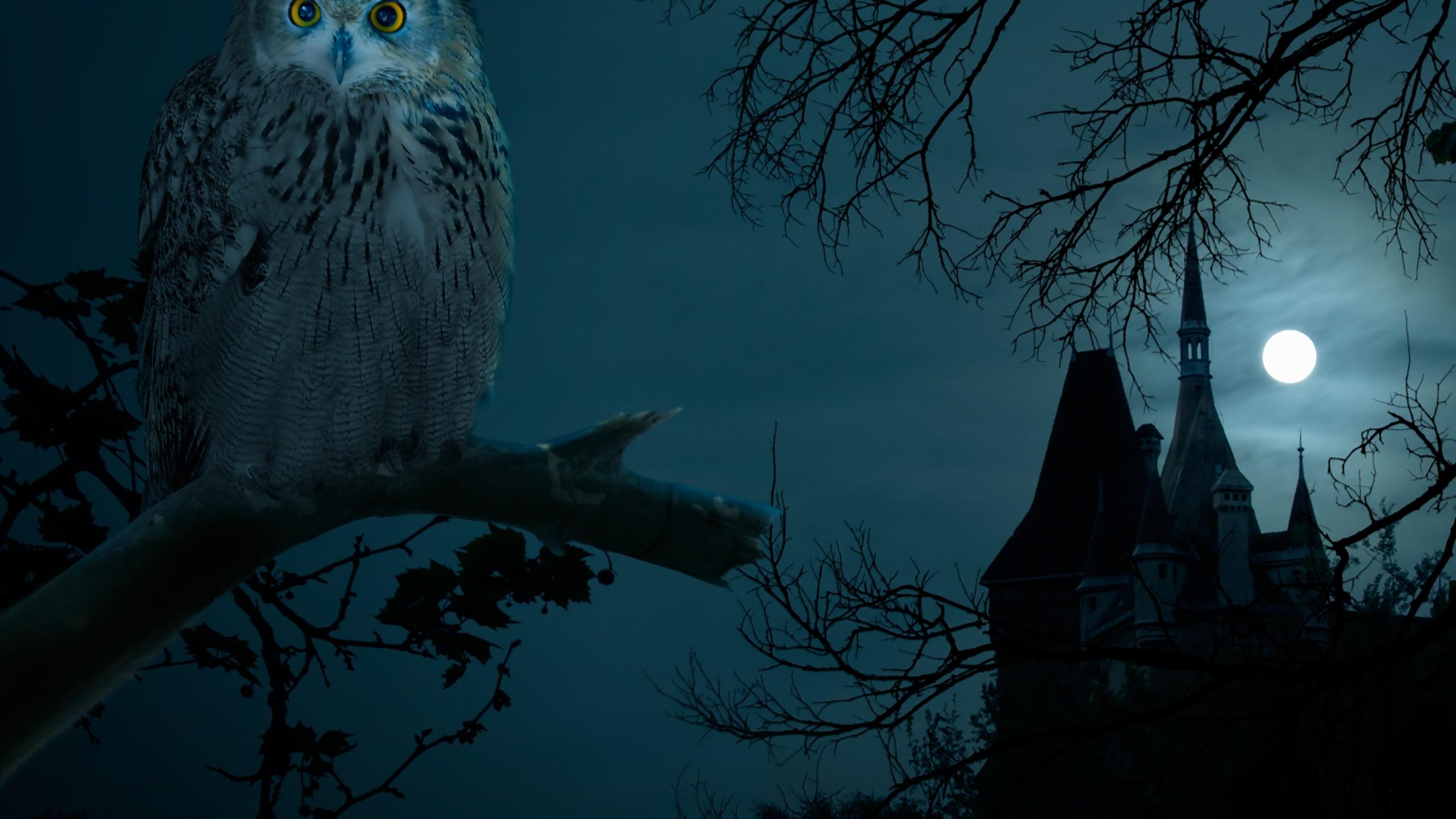 Halloween Night Owl Hounted Wallpaper HD Owl