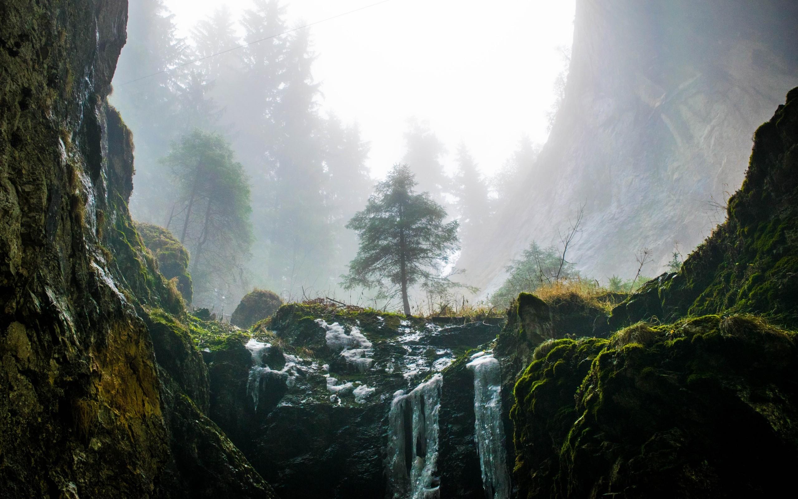 Download 2560x1600 Waterfall, Cascade, Moss, Forest