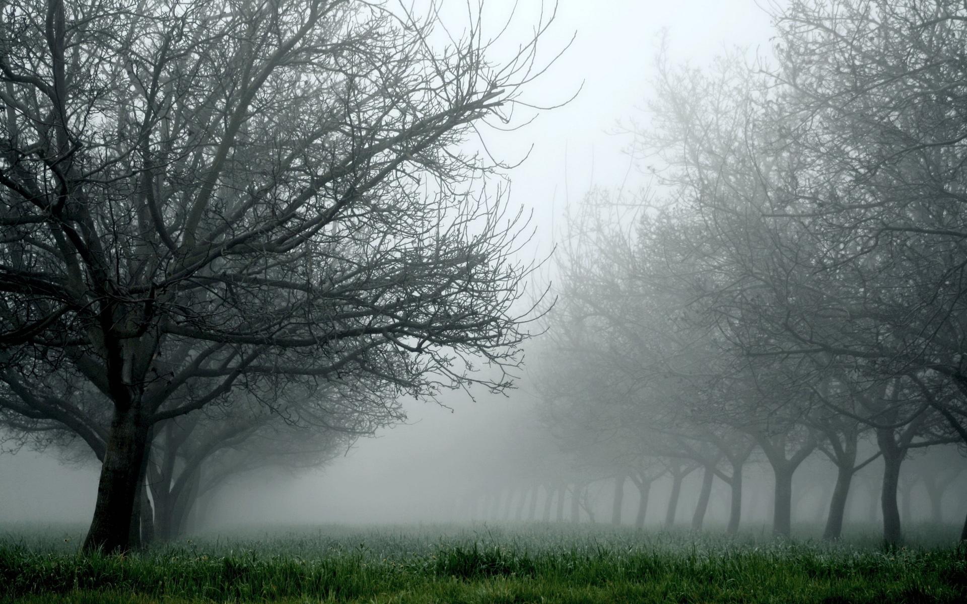 nature, Landscapes, Trees, Orchard, Fields, Grass, Fog, Mist
