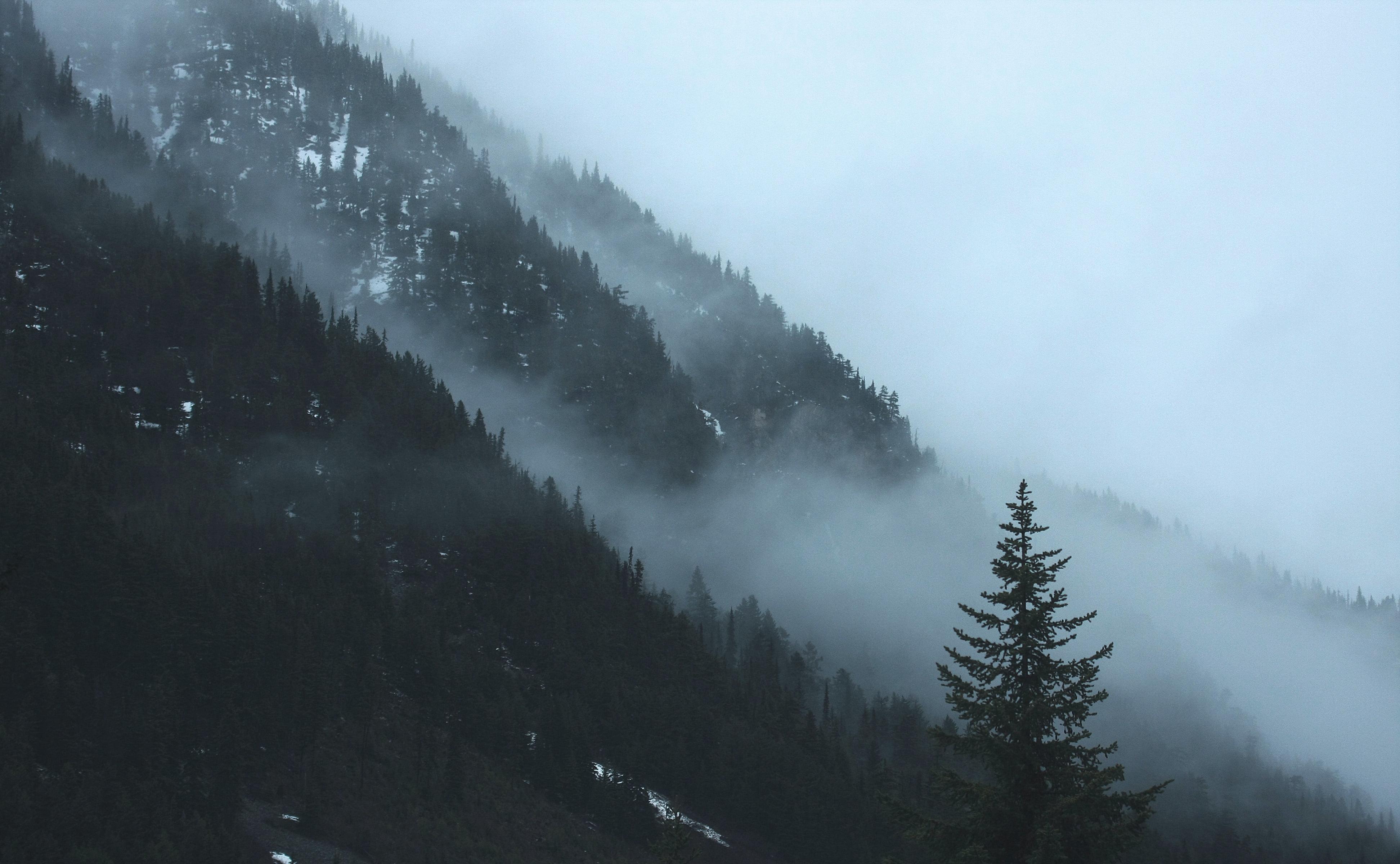 Landscape photography of tall tress with foggy clouds HD