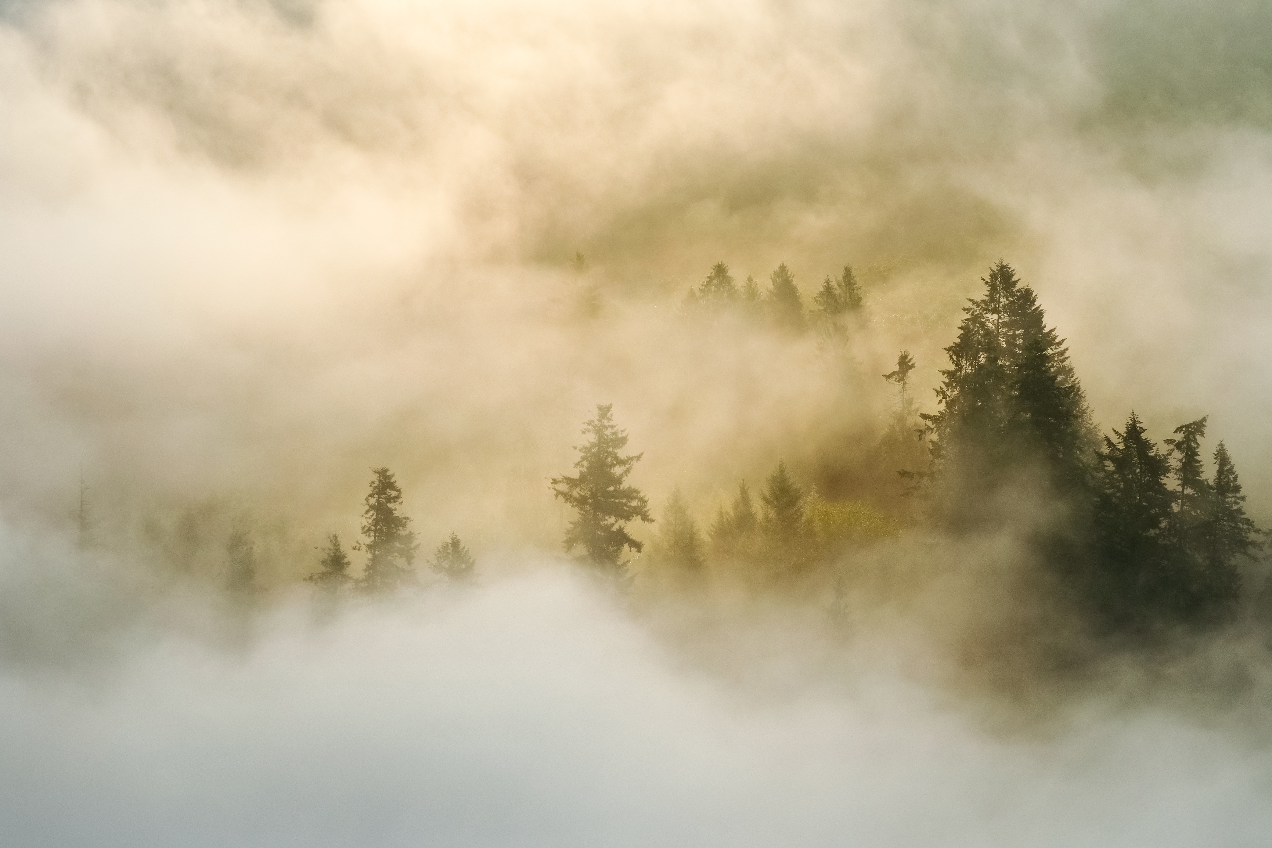 4169x2779 #woodland, #landscape, #nature, #mist