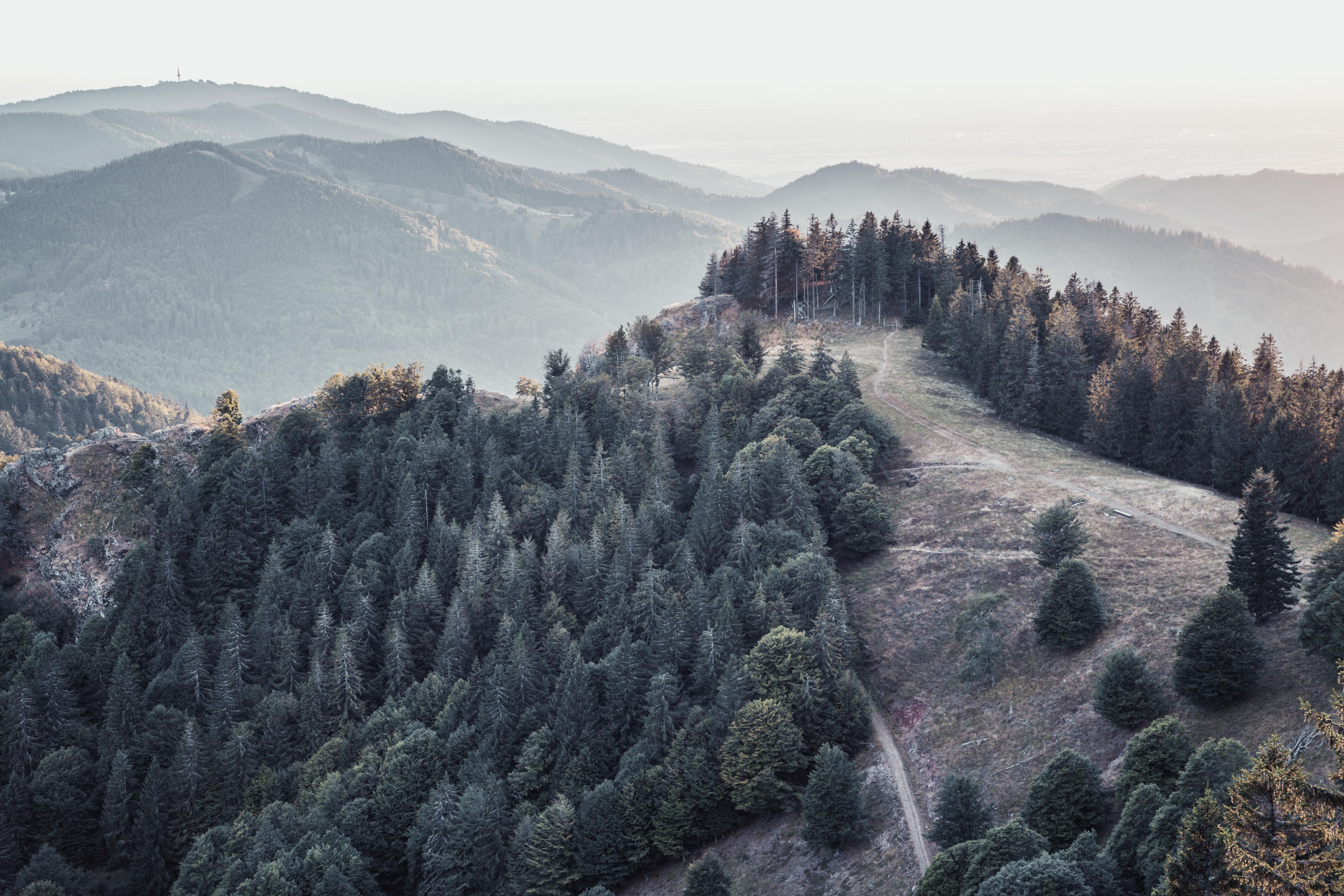 wallpaper forest, trees, mountains, fog, landscape HD