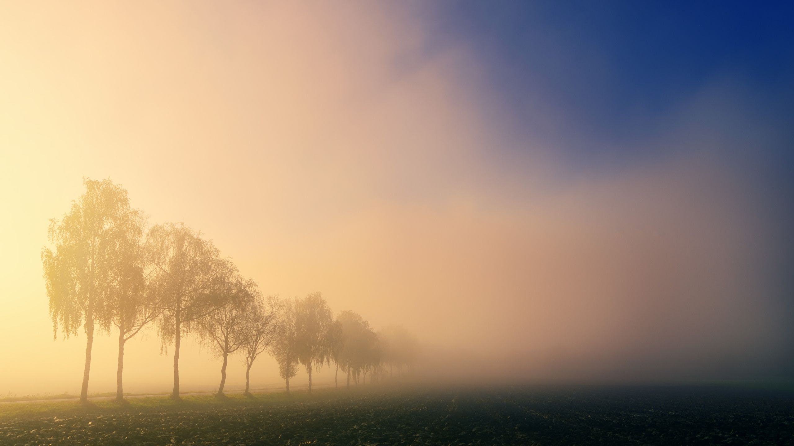 HD Trees Fog Sunlight Wallpaper