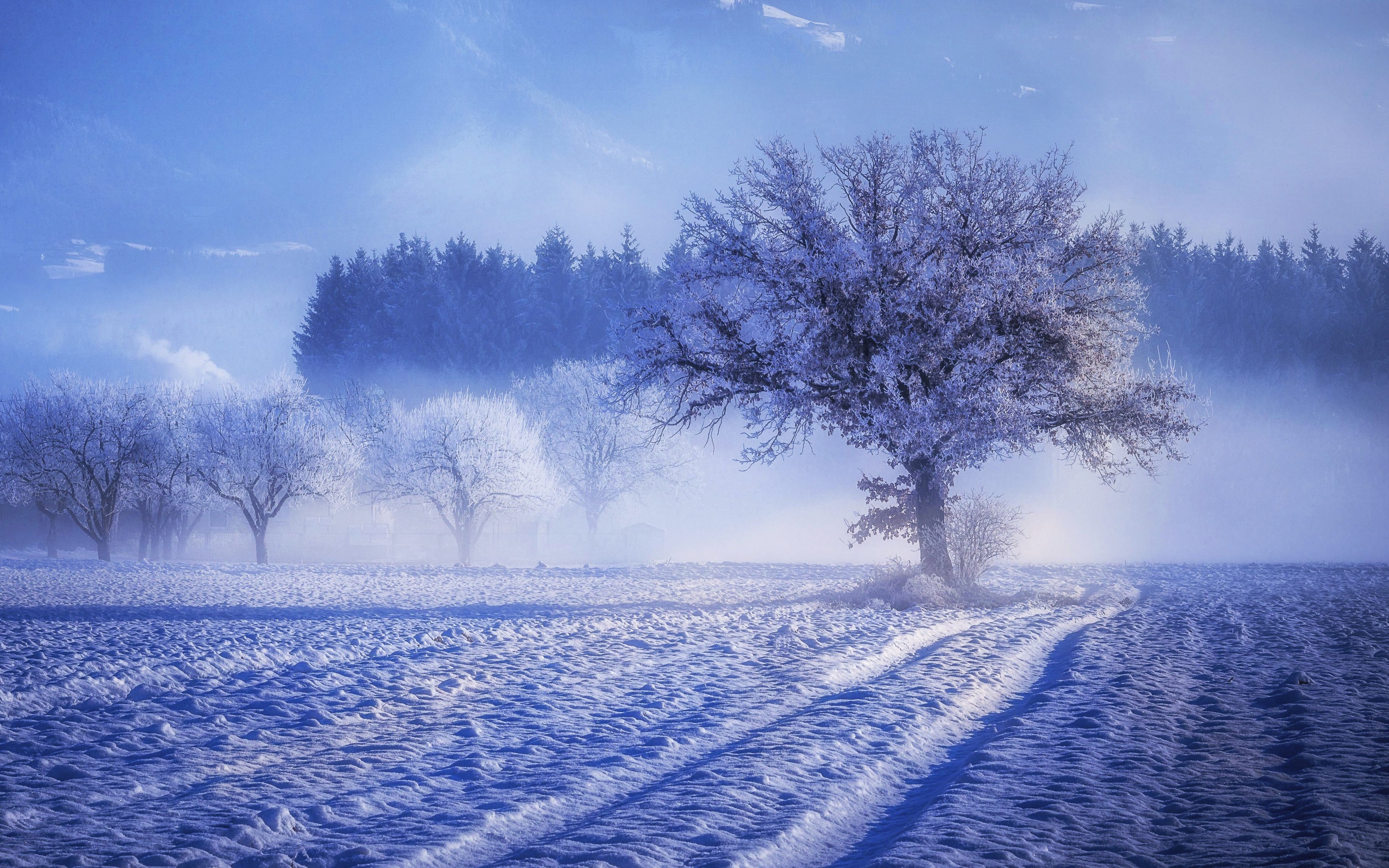 Trees Covered With Snow Fog Landscape Winter 4k