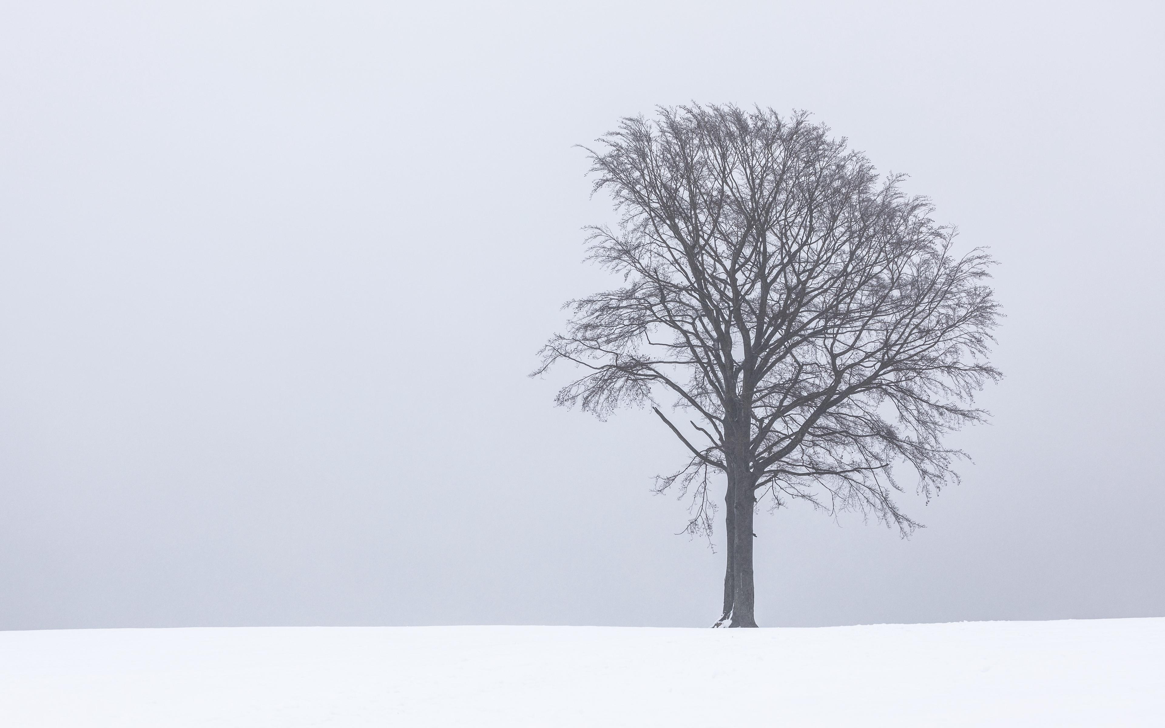 Download wallpaper 3840x2400 tree, fog, snow, lonely