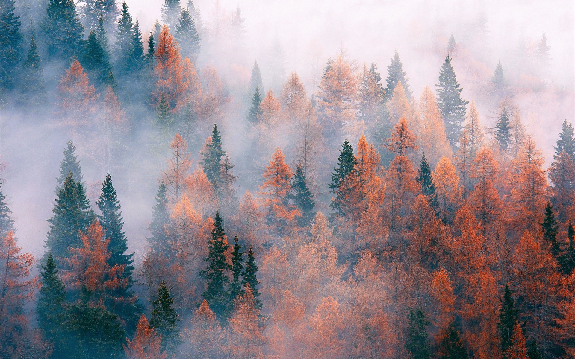 Wallpaper Forest, trees, fog, autumn 1920x1200 HD Picture, Image