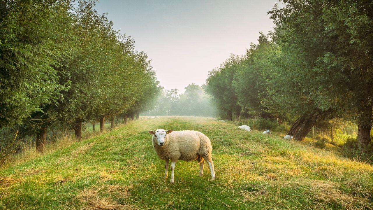 Wallpaper Sheep, Morning, Landscape, Trees, Fog, HD, 5K