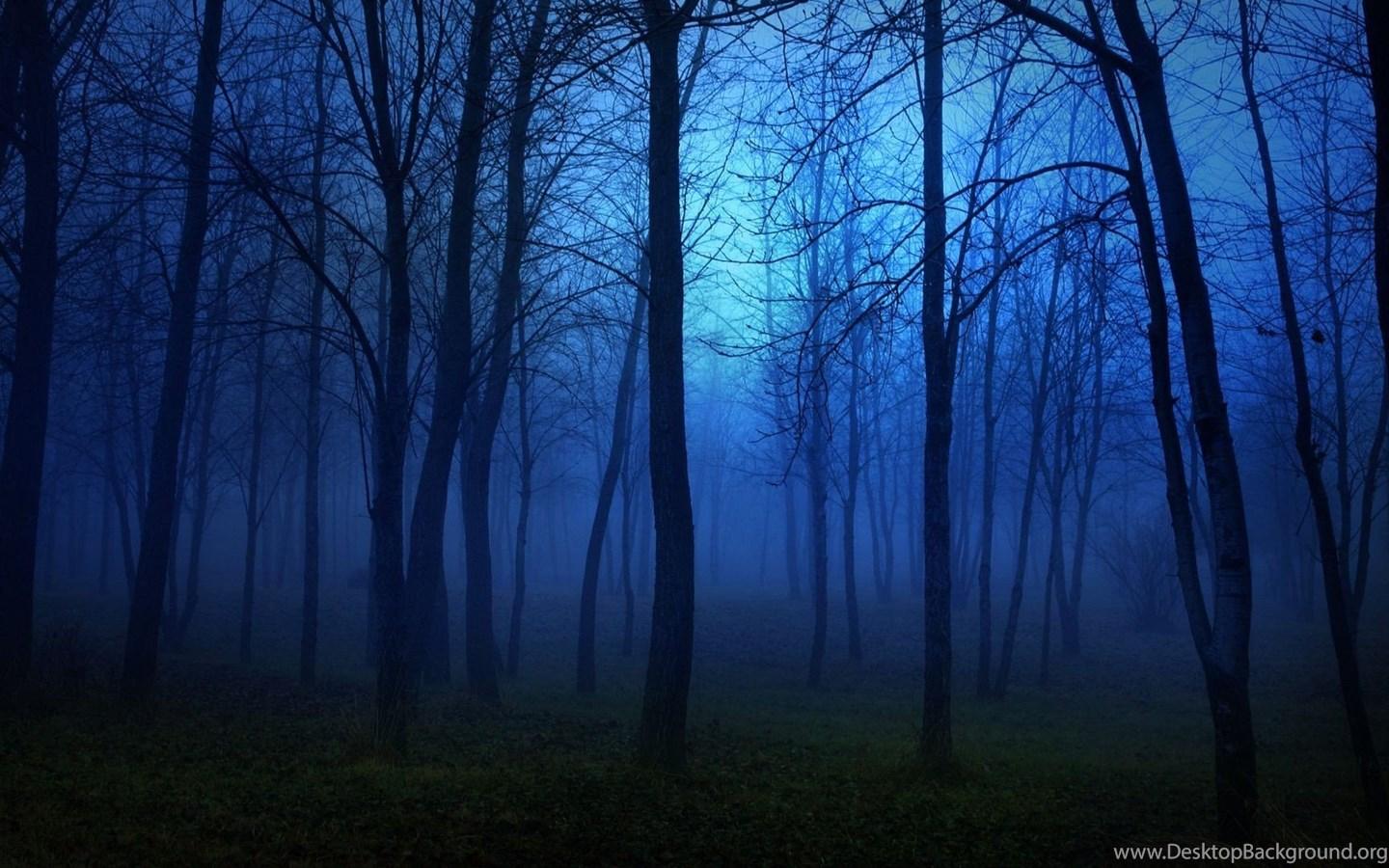 Forest Nature Tree Landscape Night Fog Mist Dark Spooky