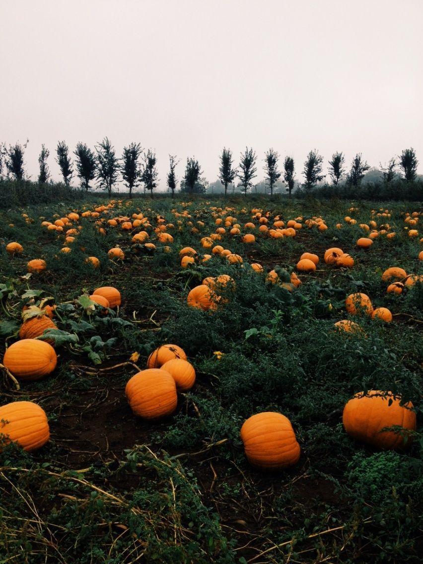 Halloween. Autumn aesthetic, Pumpkin, Pumpkin patch