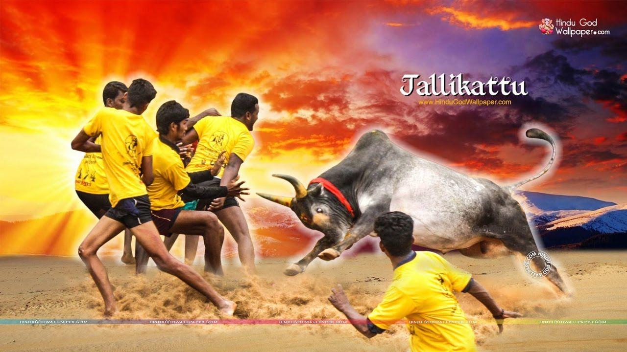 Featured image of post Photography Jallikattu Kaalai Wallpapers 3D Hd wallpapers and background images