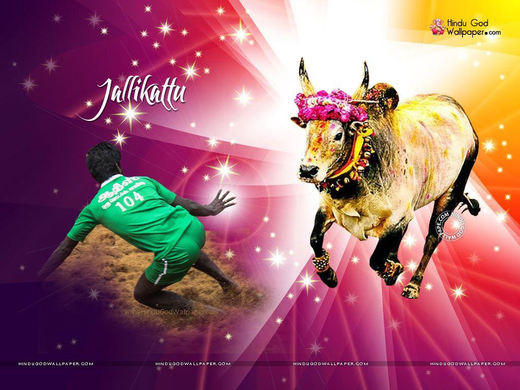 5 Best s of Jallikattu , Jallikattu HD wallpaper | Pxfuel