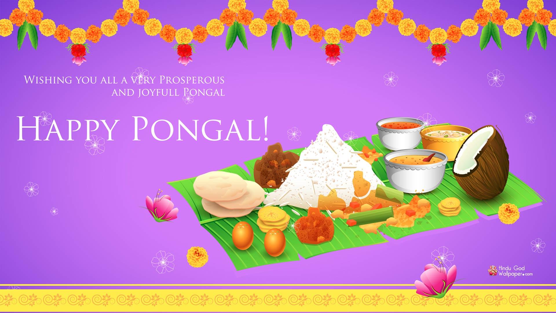 Happy Pongal HD Wallpaper Full Size Free Download