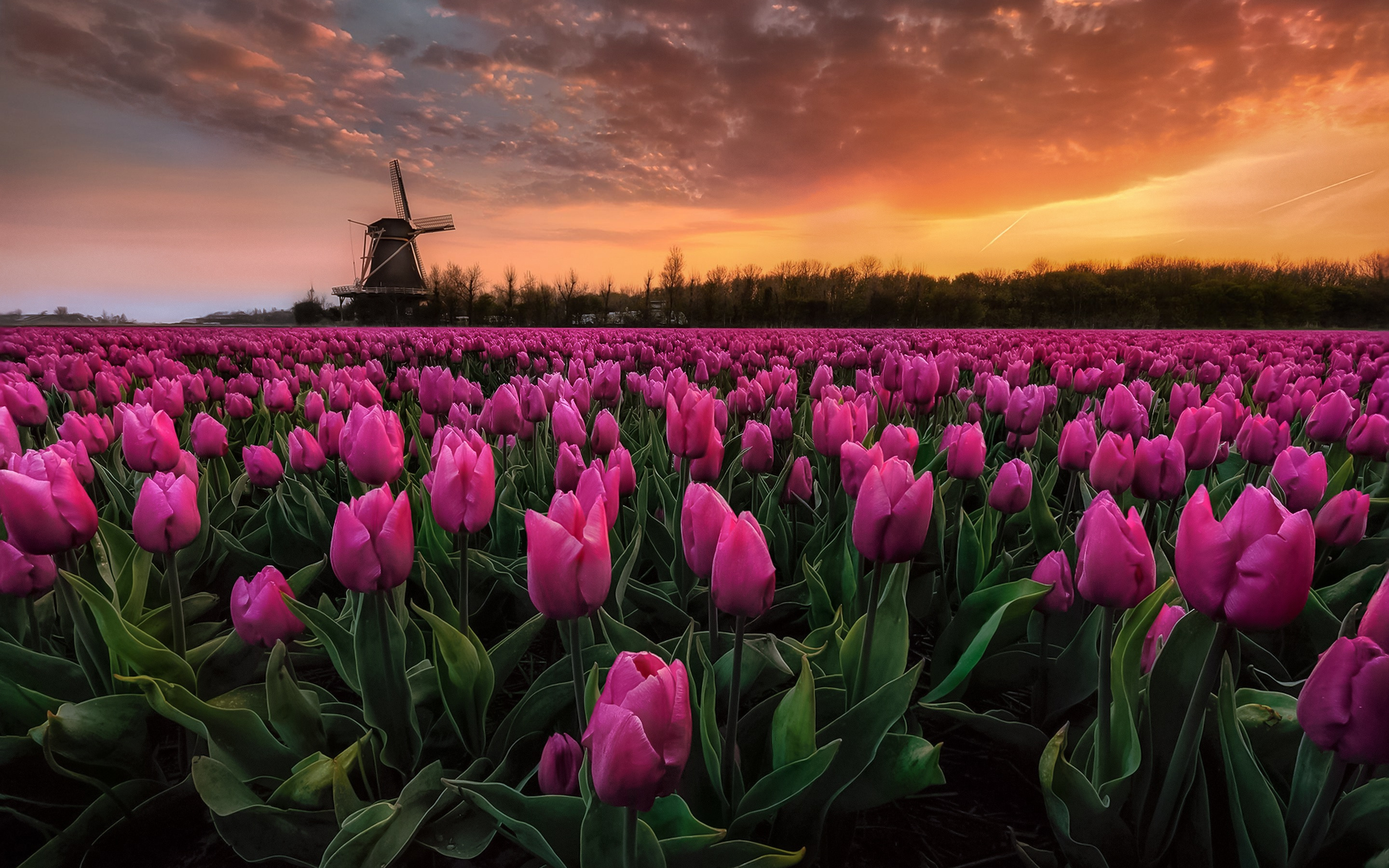 Download wallpaper tulip field, evening, sunset, pink