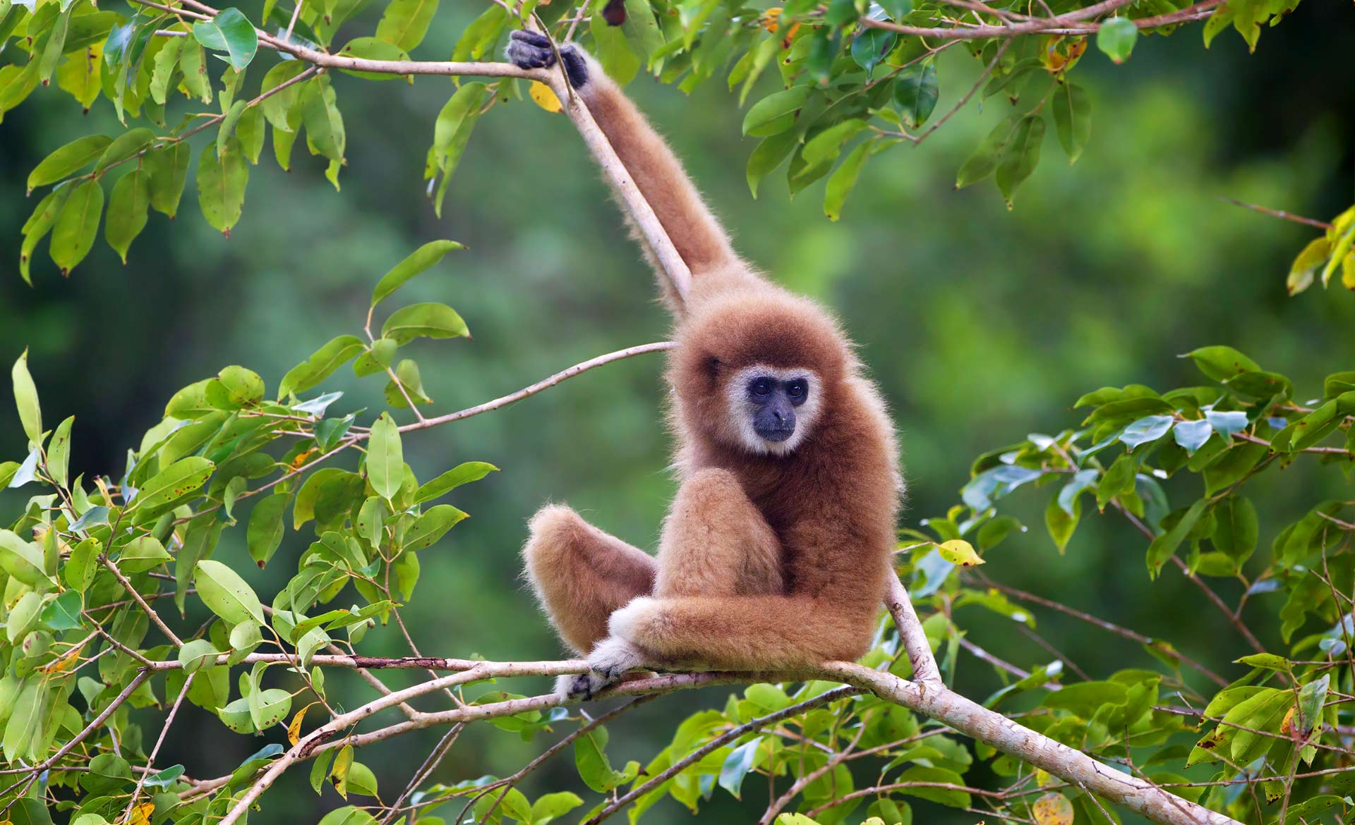 Wallpaper monkey monkeys monkey monkeys primates Gibbon primates gibbon  images for desktop section животные  download