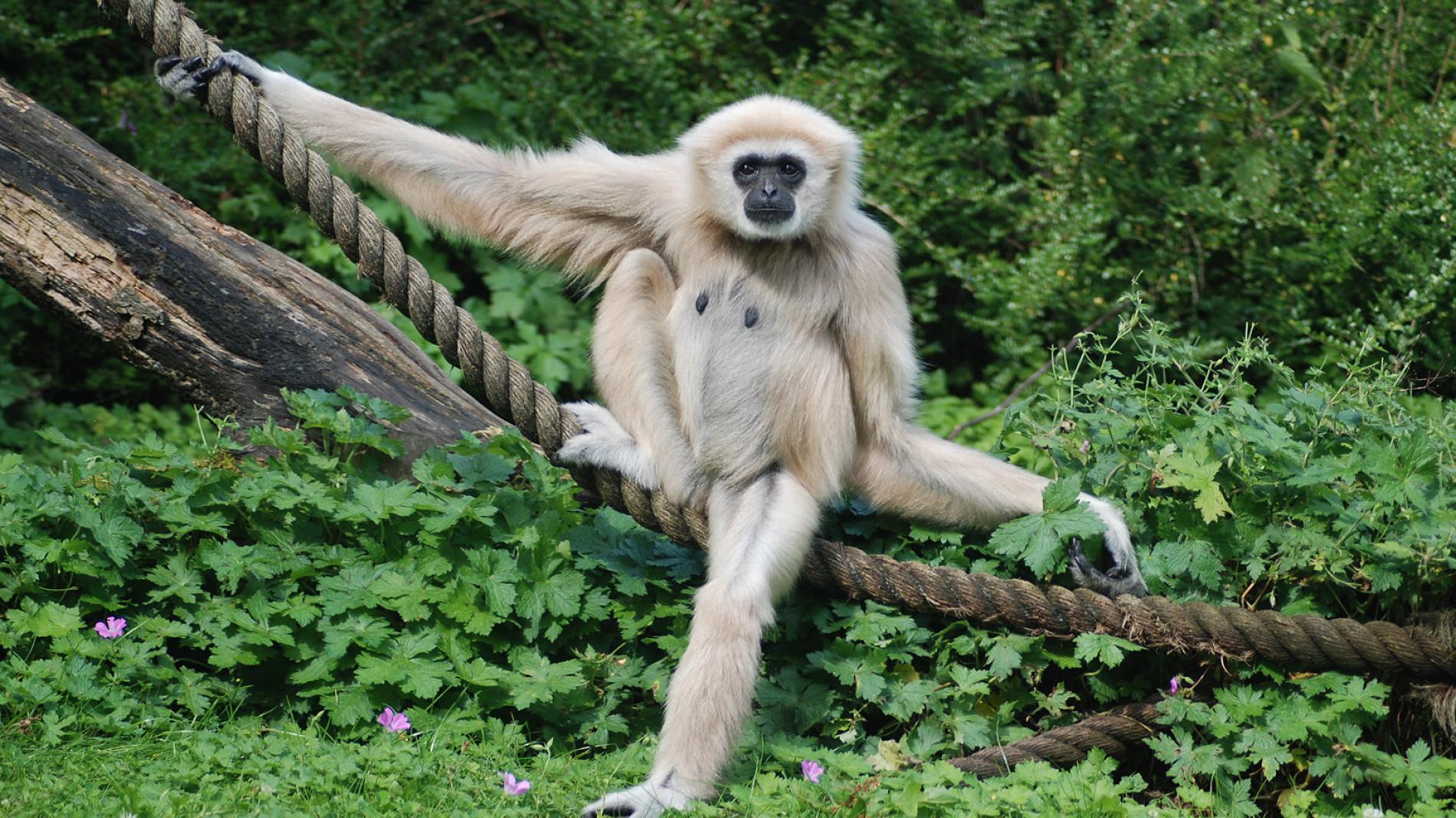 White Handed Gibbon, Facts, Photo Geographic Kids