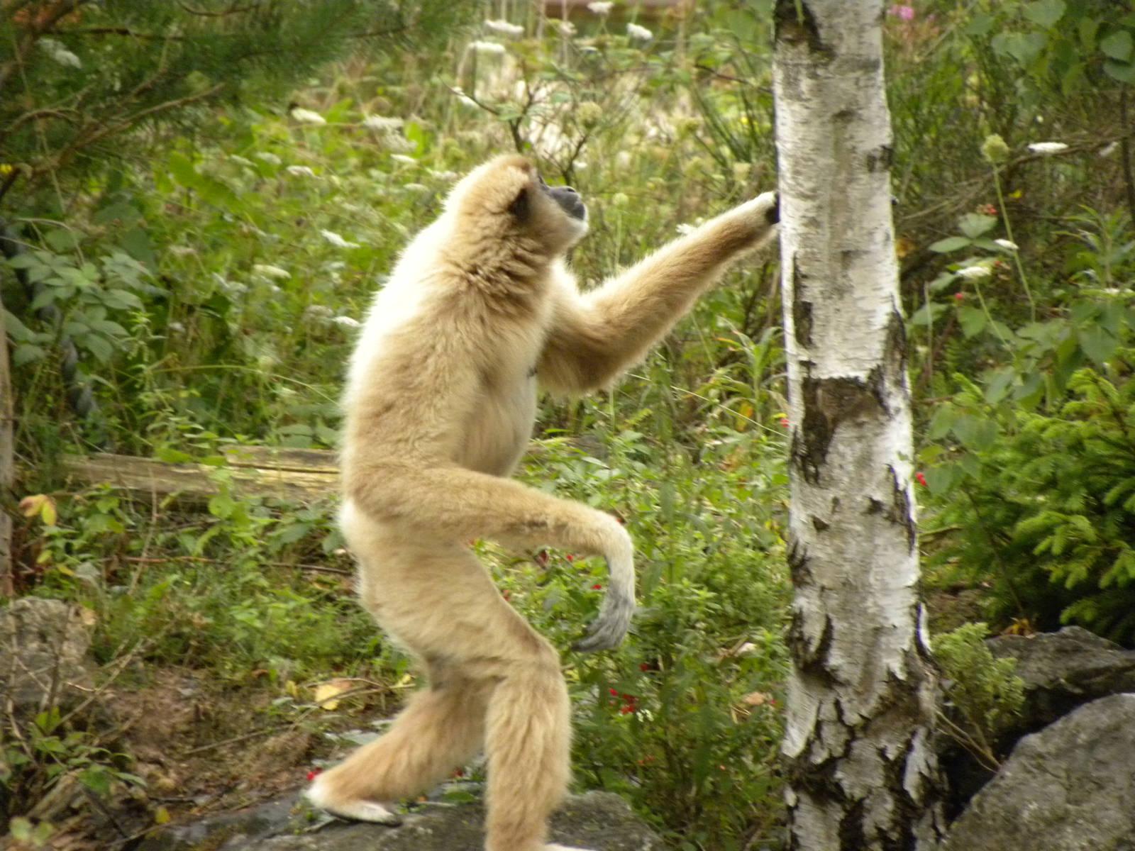 White Handed Gibbon Habitat, Facts, Behavior, Diet