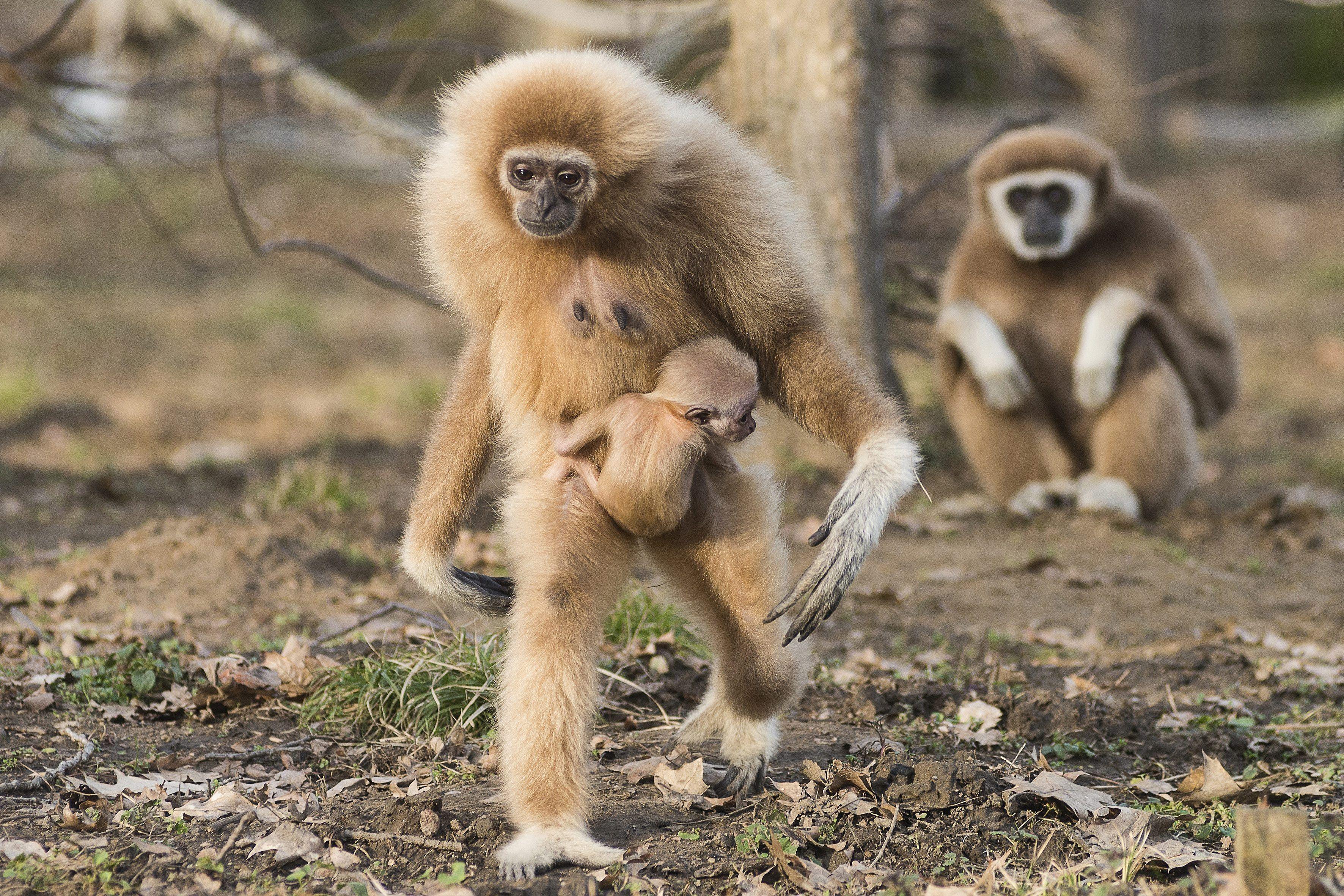 A Two Month Baby Lar Or White Handed Gibbon Hylobates Lar