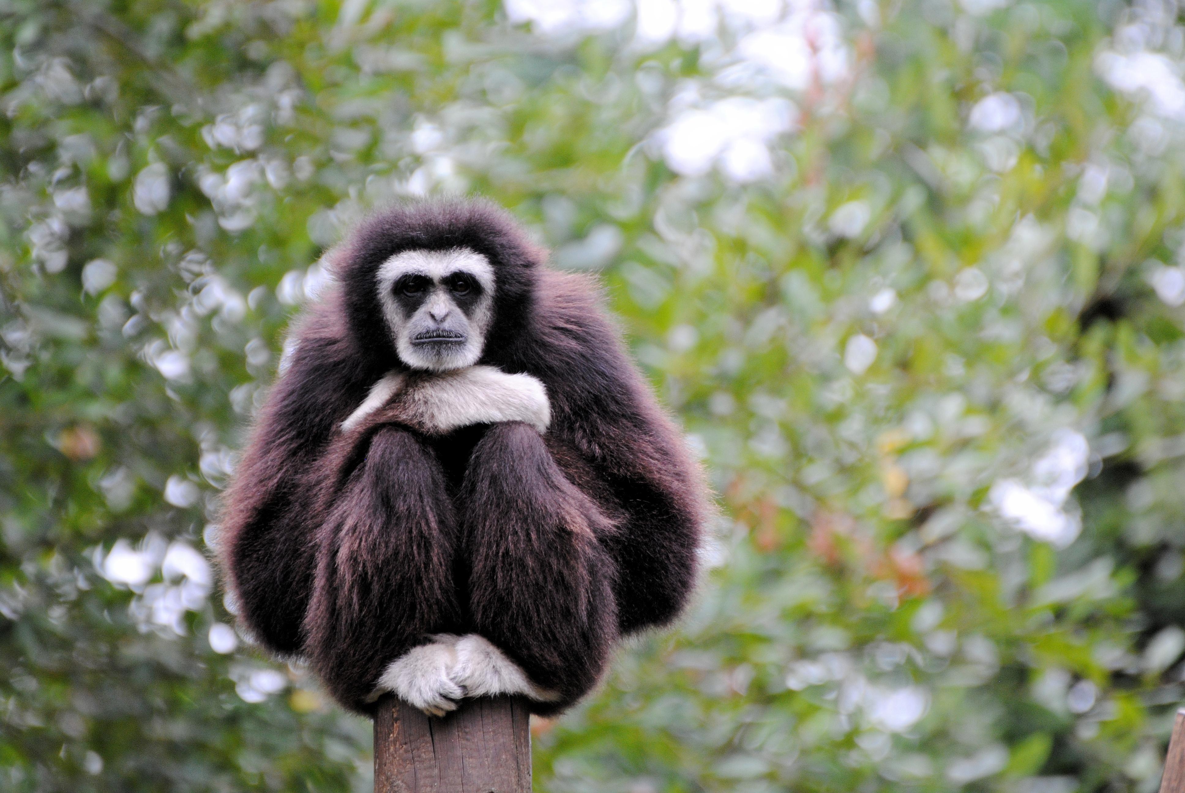 Lar gibbon by kordouane Photography Animals