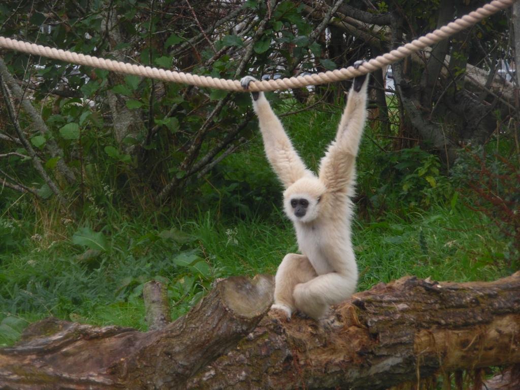 Fota to Celebrate International Gibbon Day