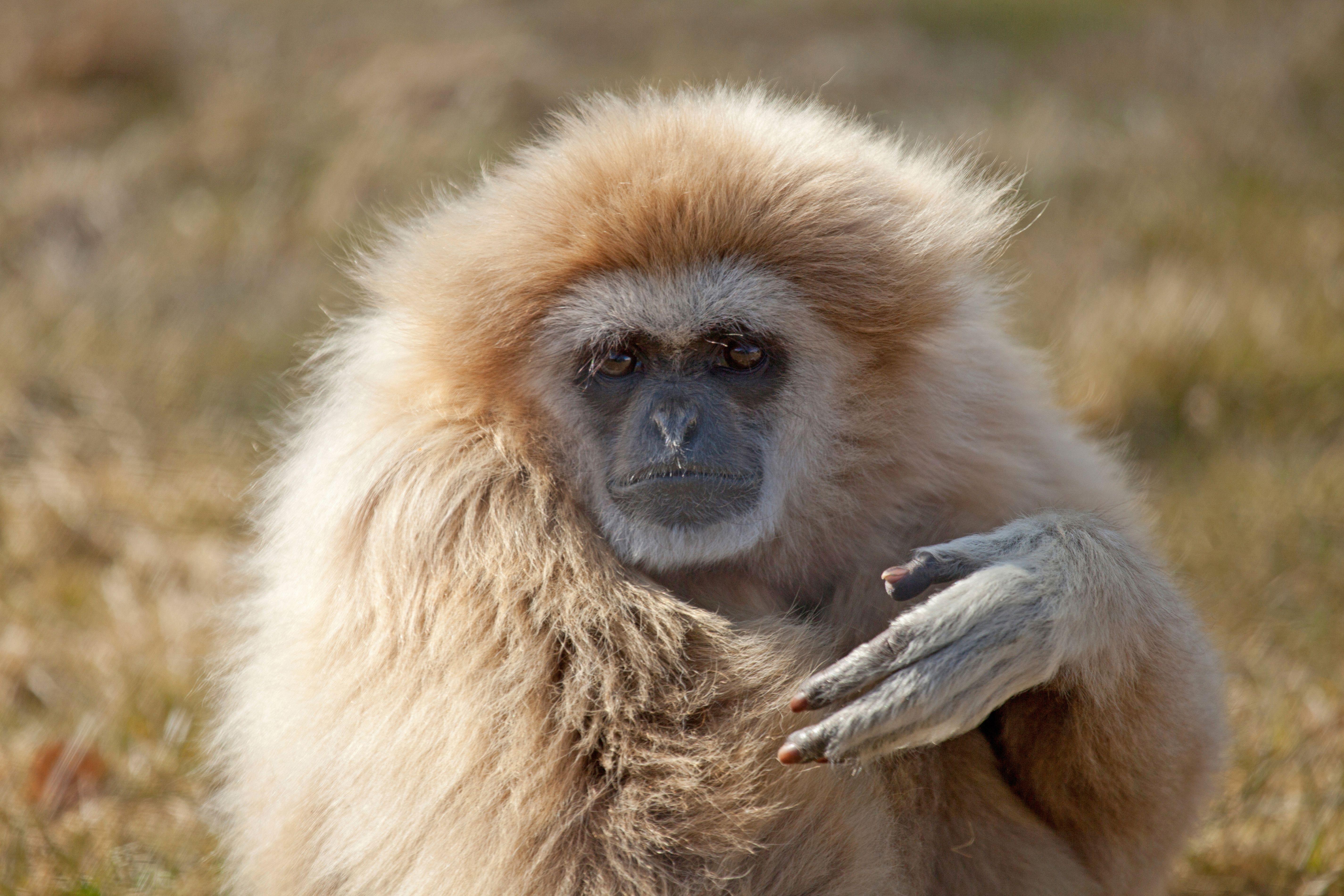 Male Lar Gibbon. Animals in Captivity Roberts