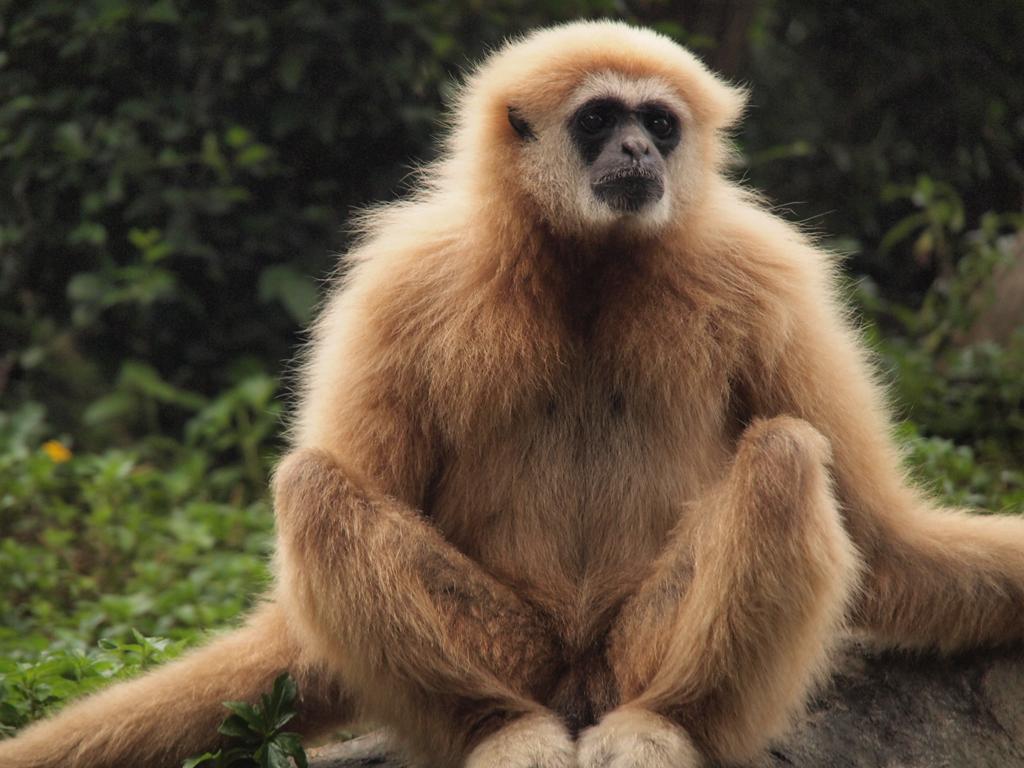 Hanging Lar Gibbon Monkey 14 Plush
