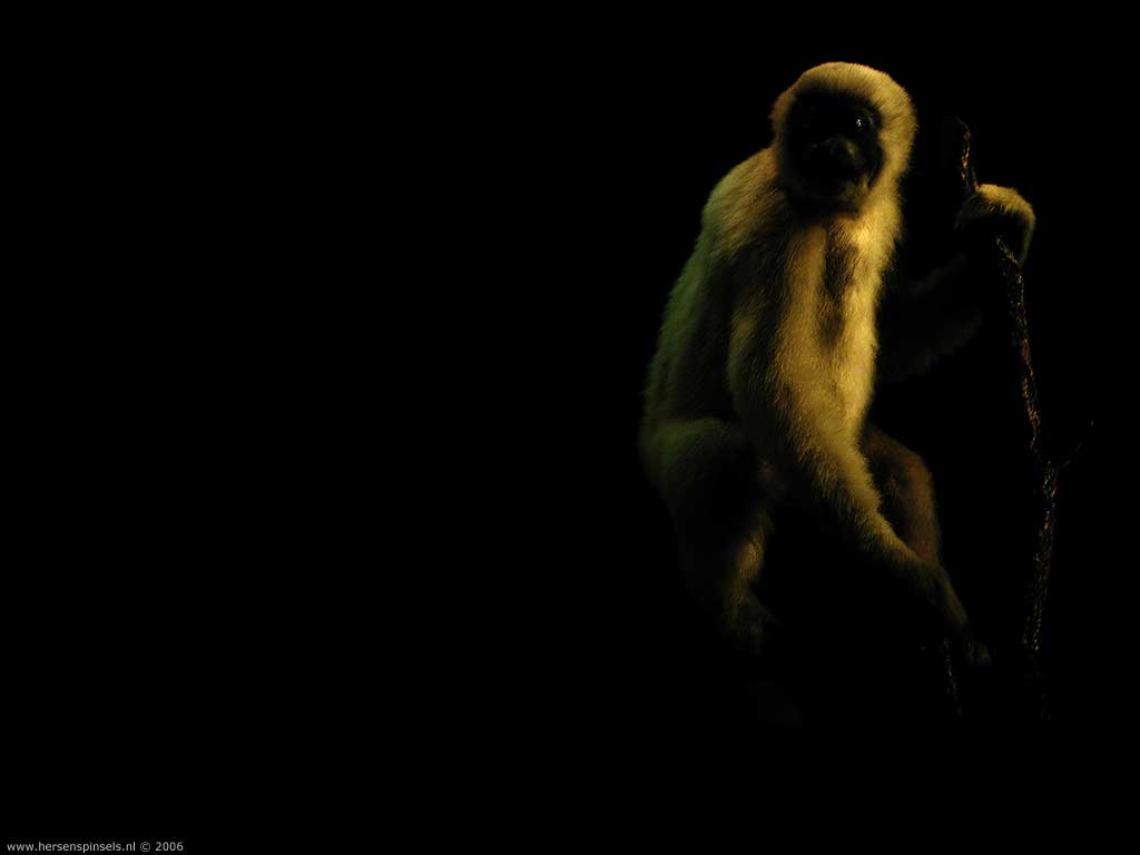 Wallpaper: 'White Handed Gibbon' Handed Gibbon