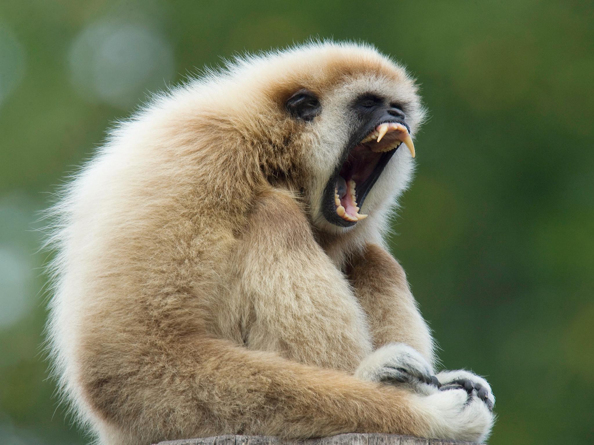 Gibbons and Opera Singers Use the Same Voice Tools