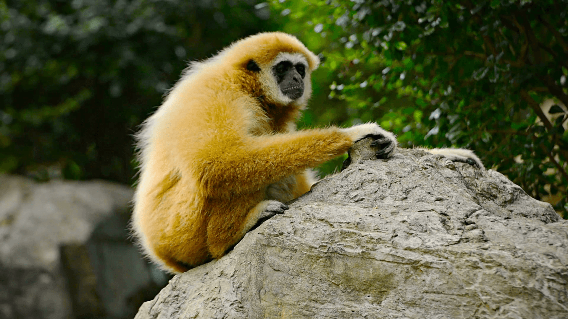 Female Lar Gibbon on a Boulder at Chiang Mai Zoo Stock Video Footage
