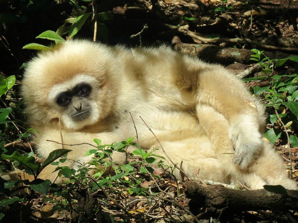 Lar gibbon (Hylobates lar). South Africa. Western Cape Monk