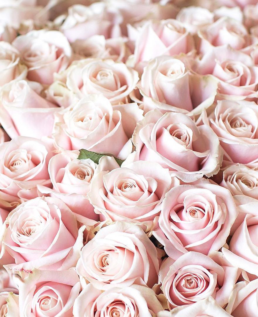Pink Roses Aesthetic Wallpapers - Wallpaper Cave
