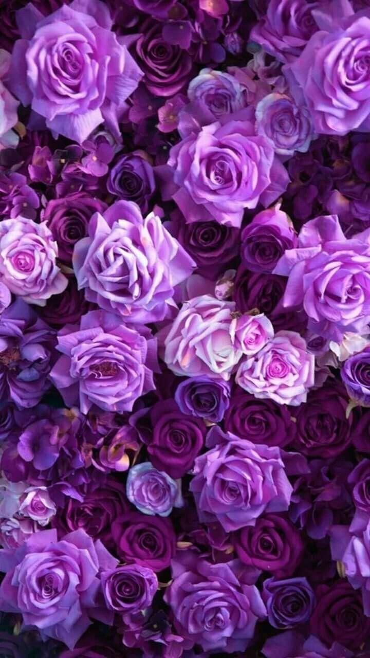 Best Aesthetic Wallpaper Purple Flowers