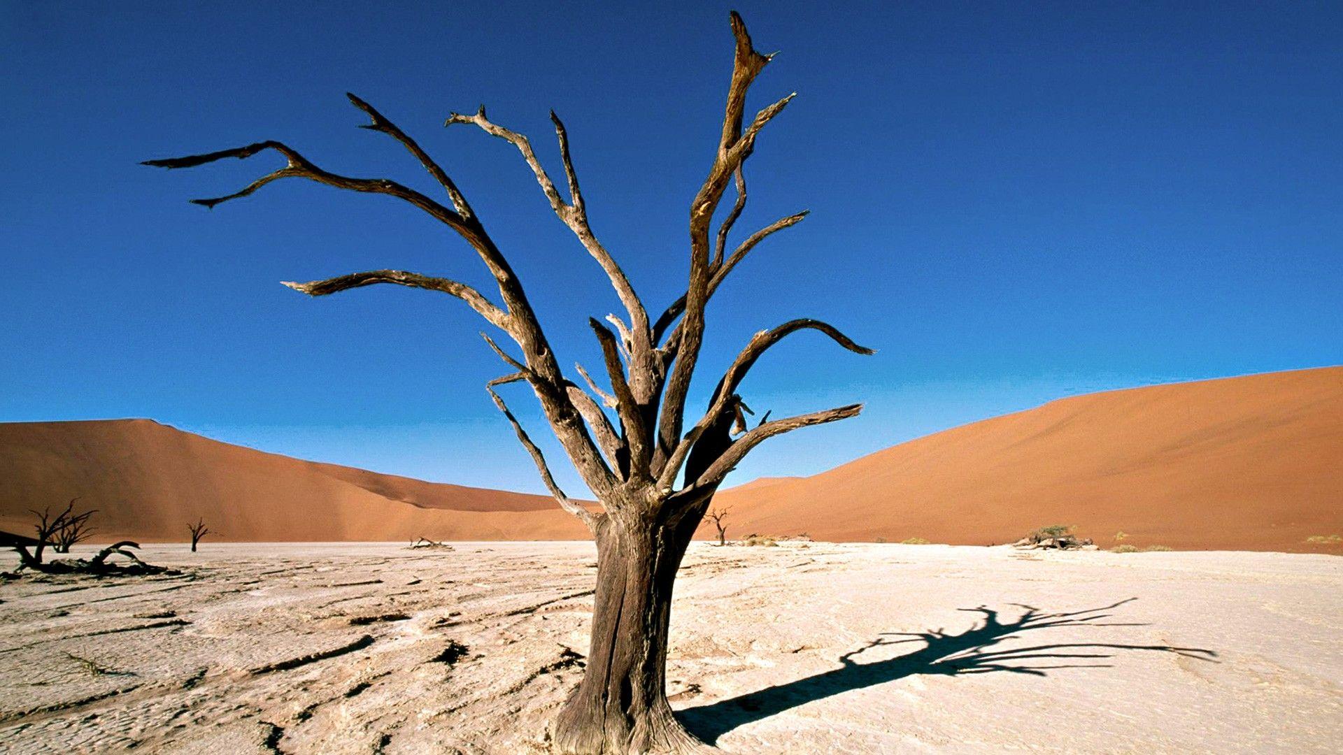 Dried Tree in the Desert widescreen wallpaper. ภาพ. Desert