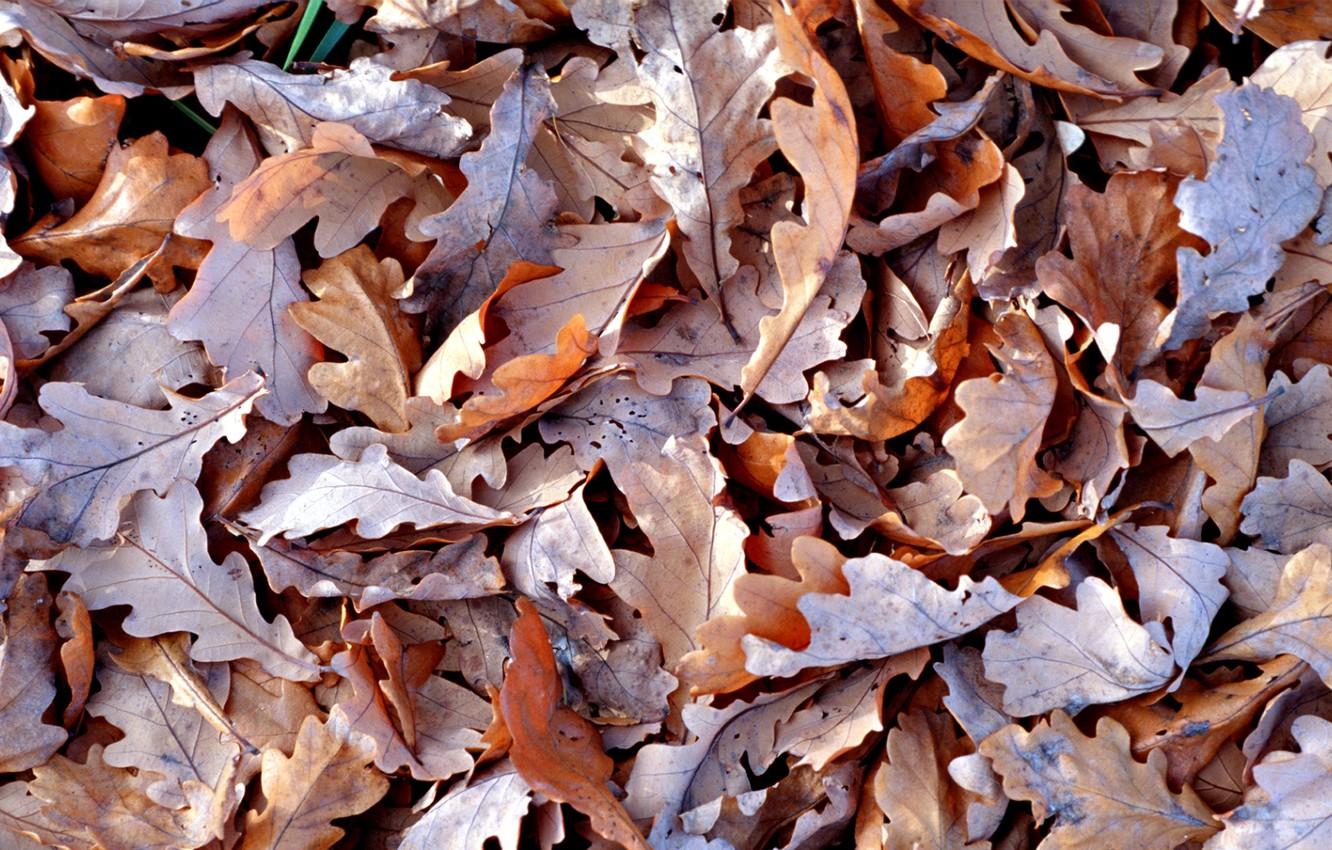 Wallpaper autumn, Leaves, dry, brown Wallpaper (photos, image) image for desktop, section макро