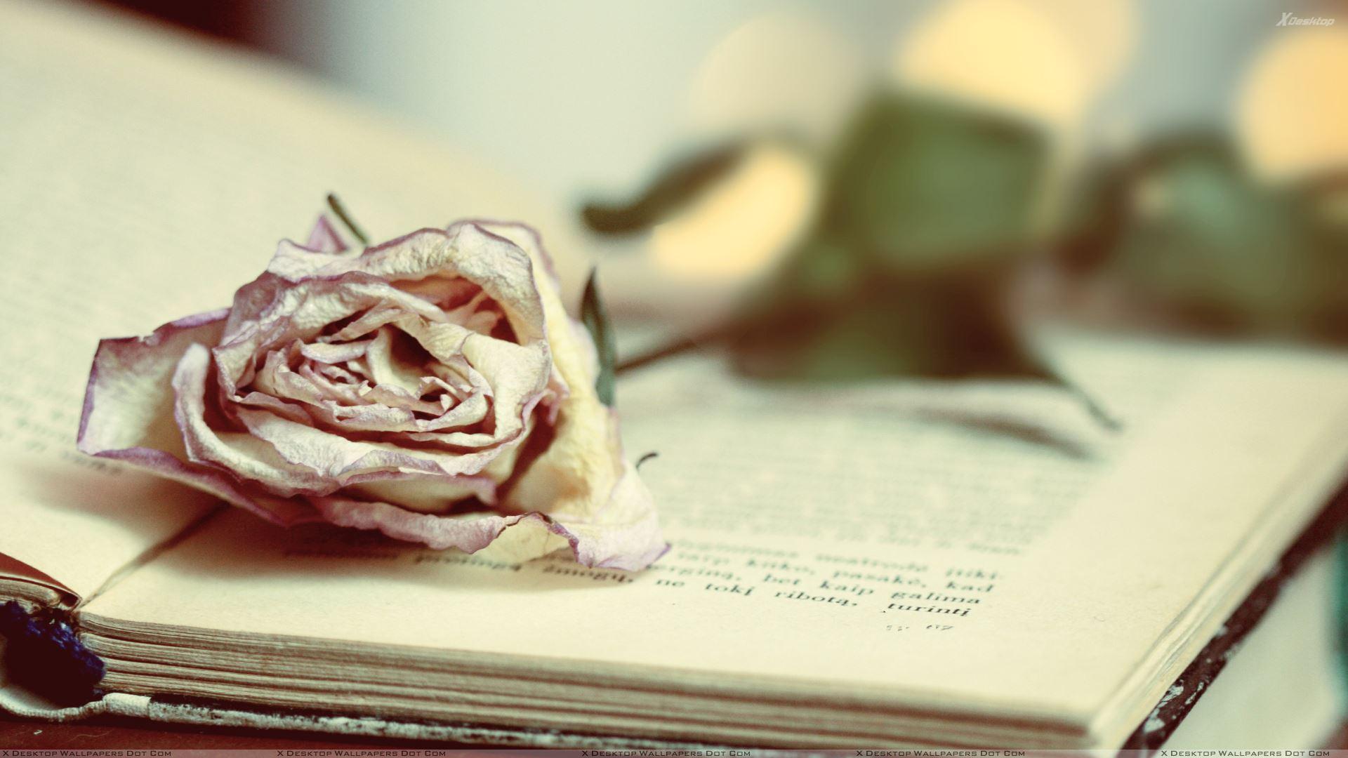 A Dry Rose On Book Wallpaper