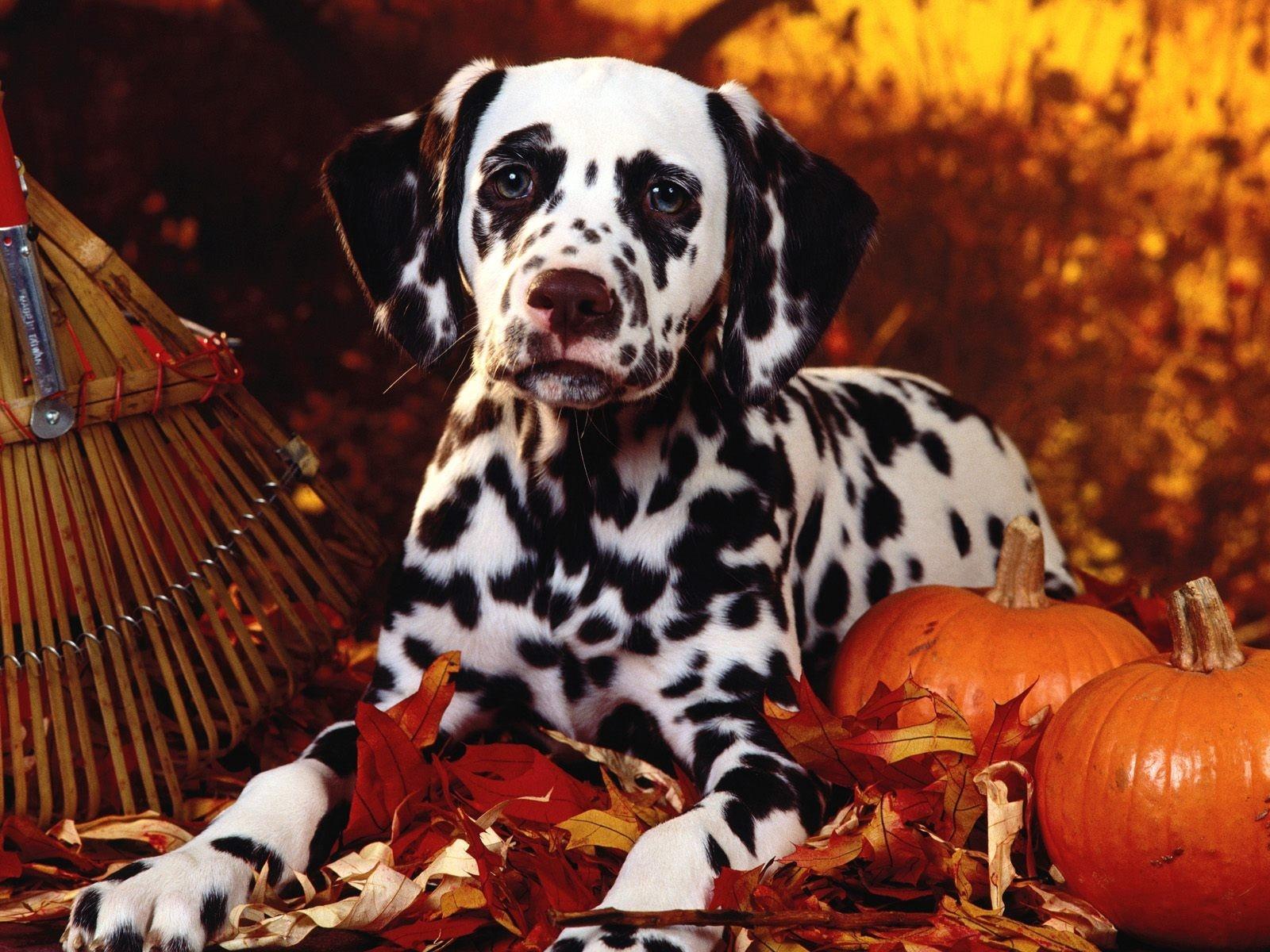 Download wallpaper 1600x1200 dalmatian, dog, sit, breed, pumpkins, leaves, halloween HD background