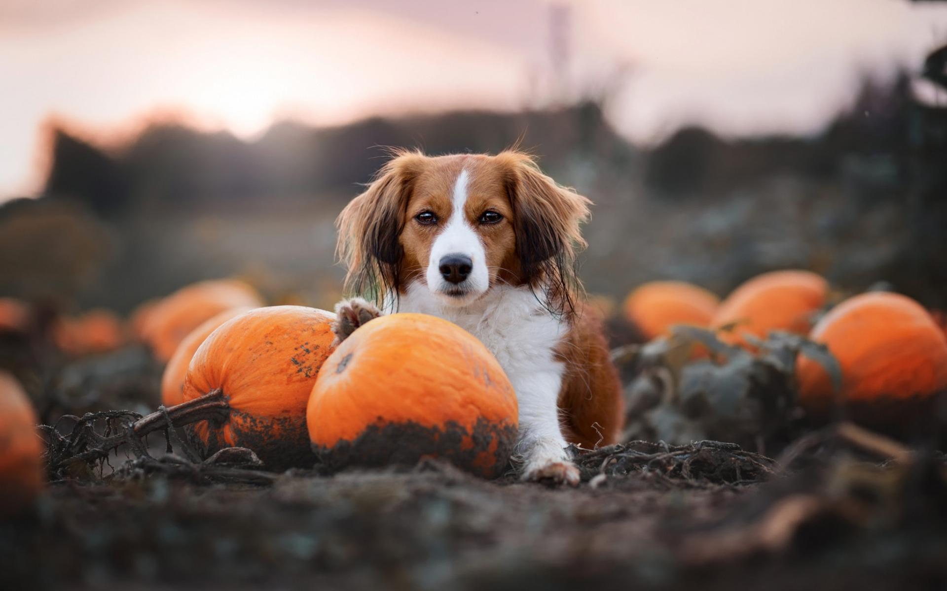 Download wallpaper Cavalier King Charles Spaniel, pumpkins, halloween, autumn, pets, brown curly dog for desktop with resolution 1920x1200. High Quality HD picture wallpaper