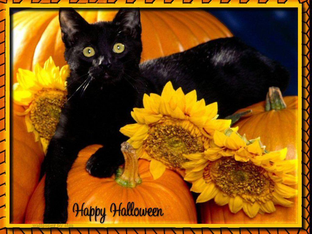 Halloween Free. Free beautiful halloween cat Wallpaper Free. Black cat halloween, Cat wallpaper, Halloween cat