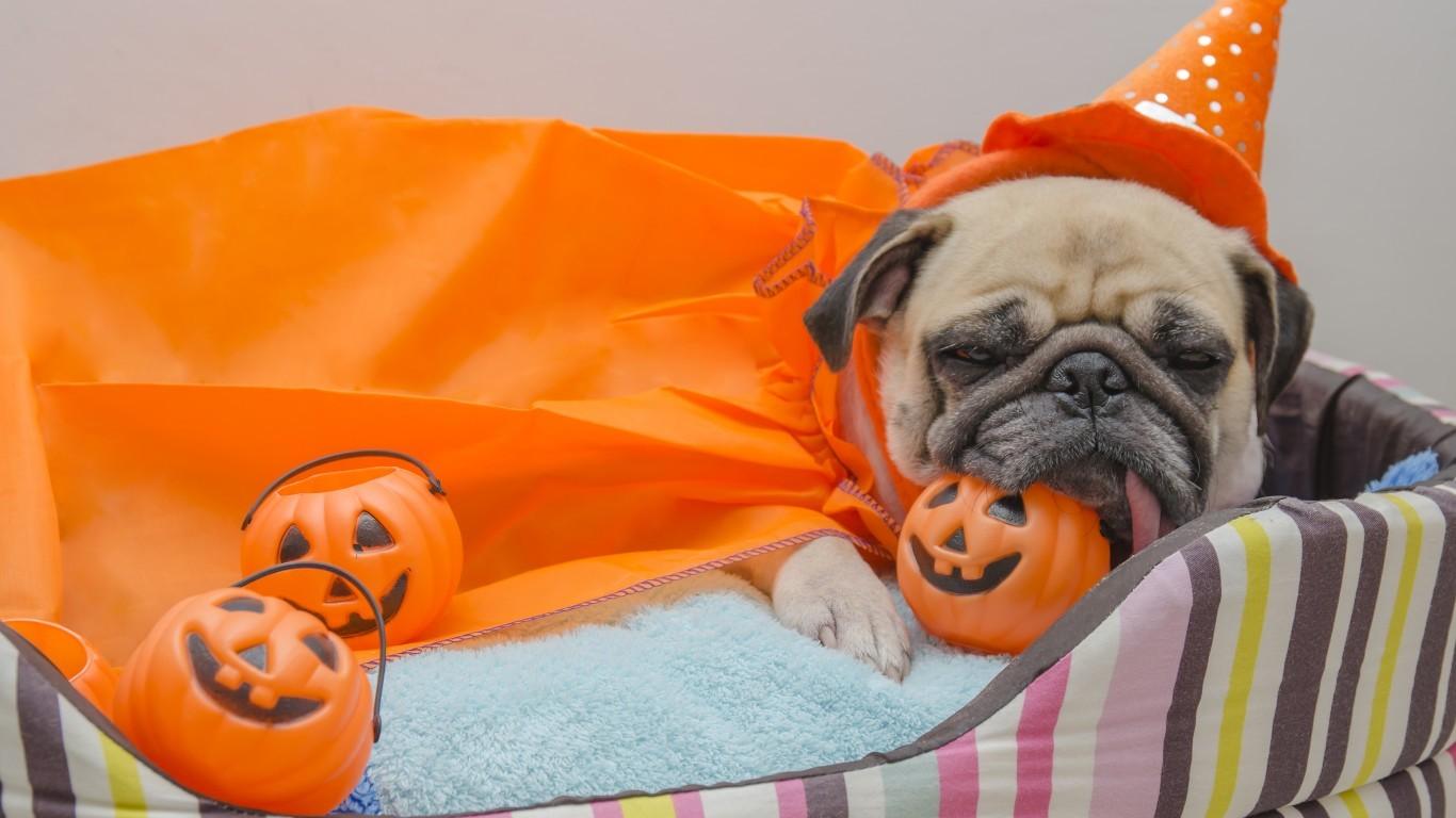 Halloween Pet Wallpapers - Wallpaper Cave