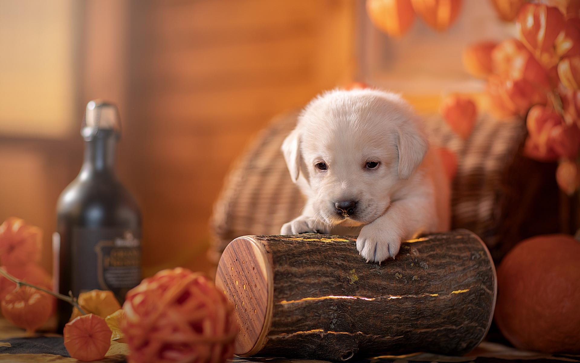 Download wallpaper little white puppy, retriever, halloween, labrador retriever, cute little animals, puppies, dogs for desktop with resolution 1920x1200. High Quality HD picture wallpaper