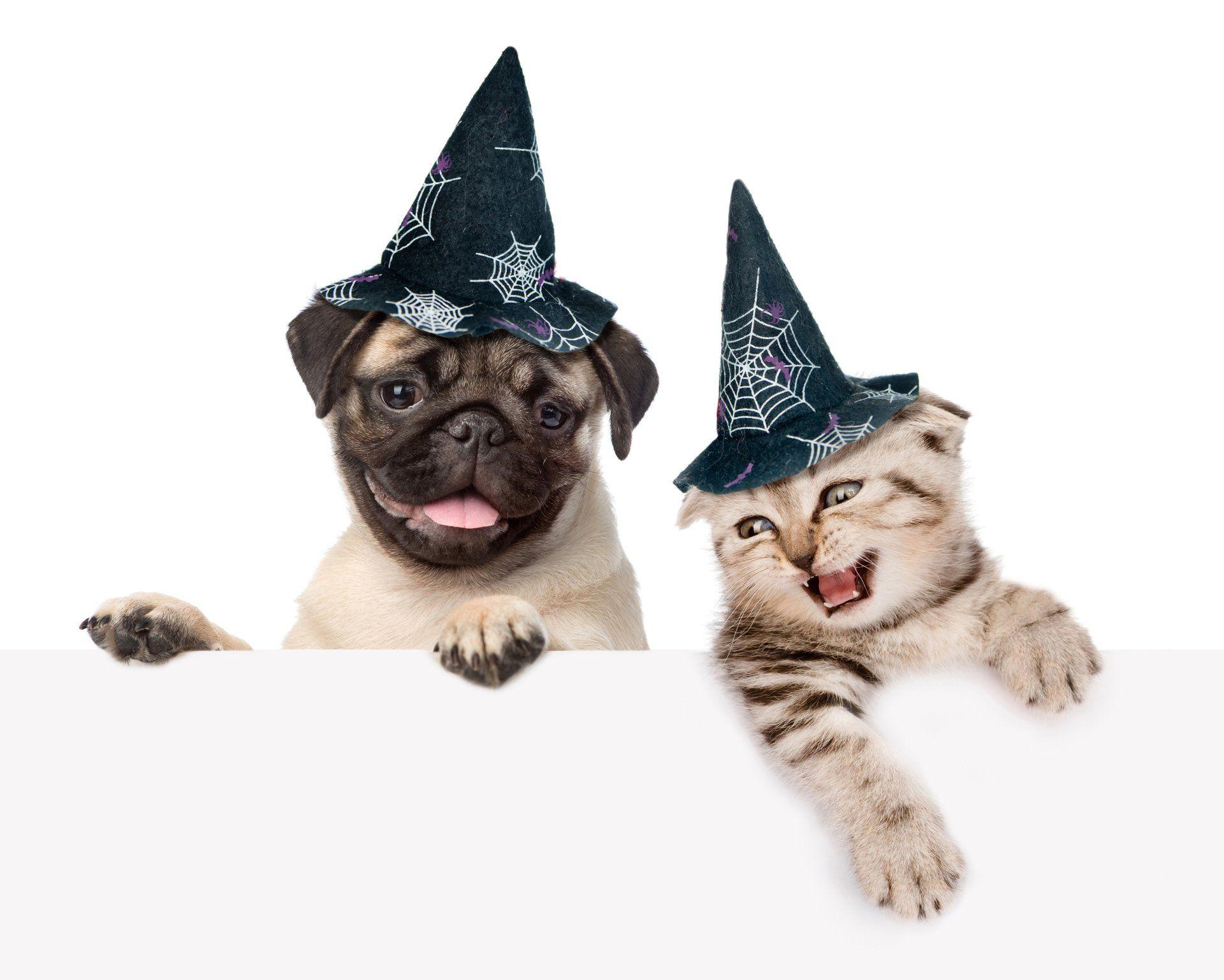 Halloween Pet Wallpapers Wallpaper Cave