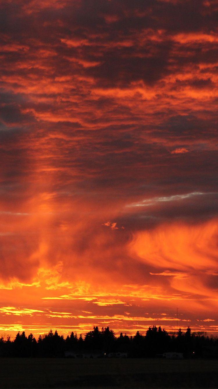 wallpaper #wallpaper #forest #tree #trees #sunset #sun