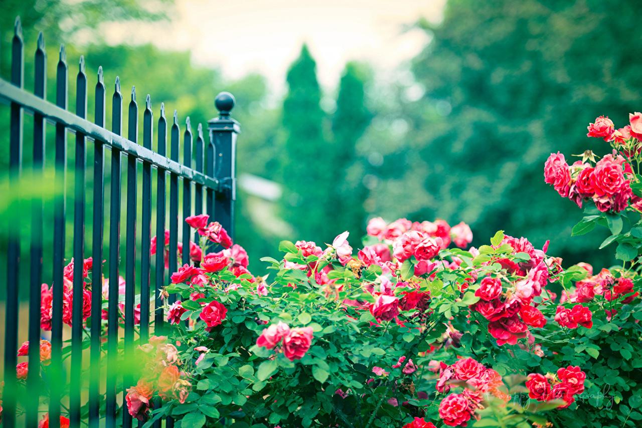 Picture Roses Fence Flowers Bush