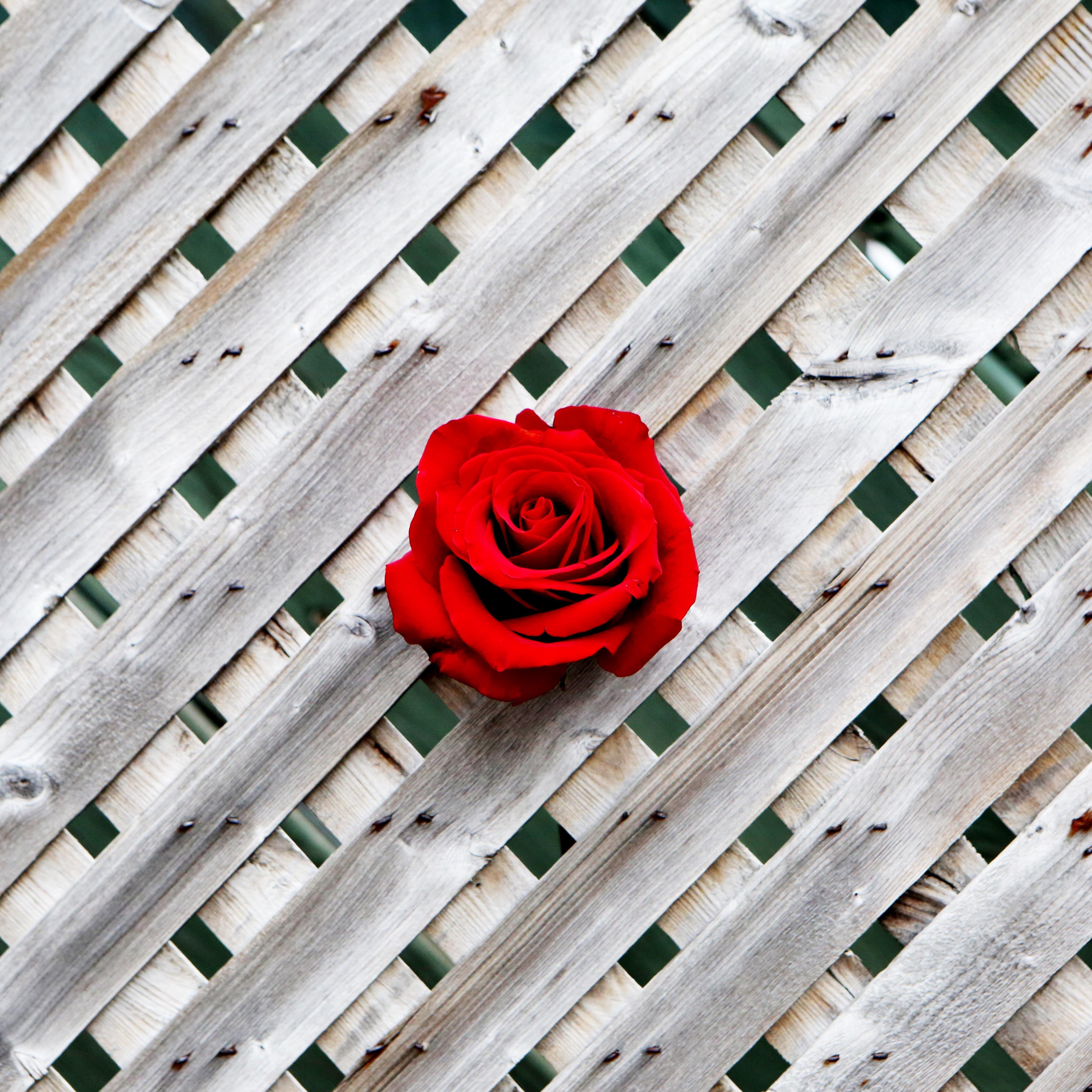 Download wallpaper 3415x3415 rose, fence, wall, red, wooden