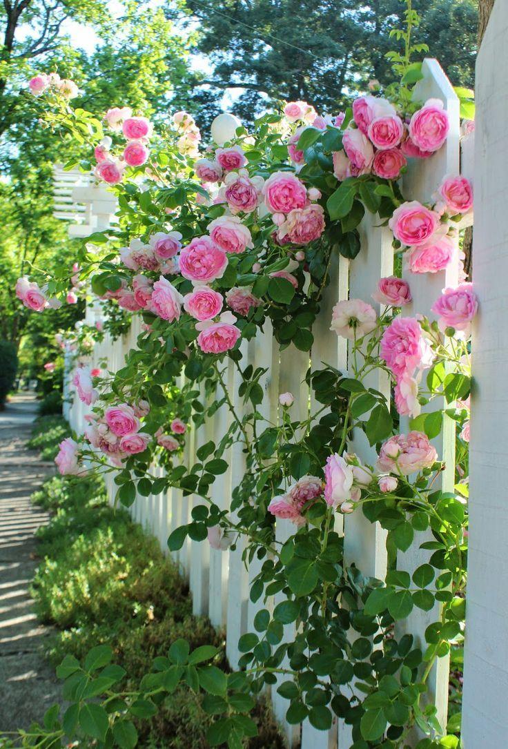 climbing pink roses on white fence garden flowers colorful