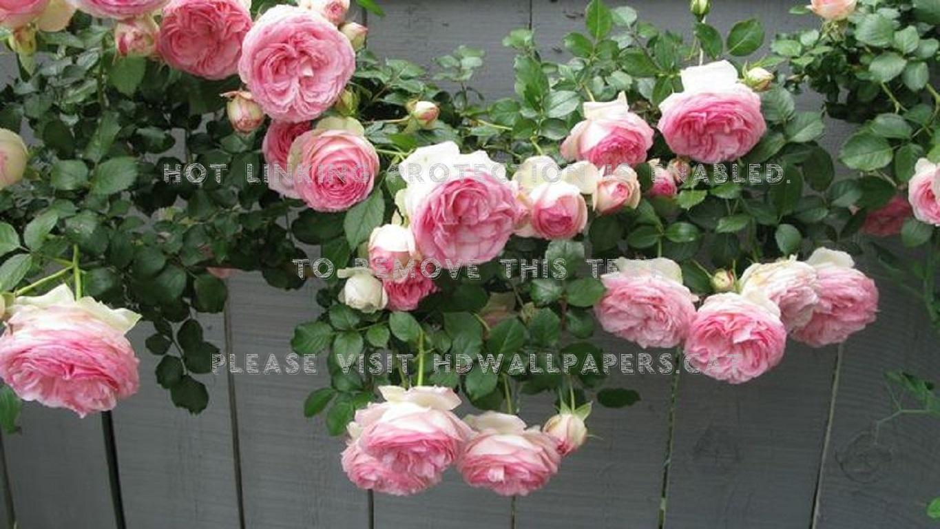 rose garden fence nature pink flowers