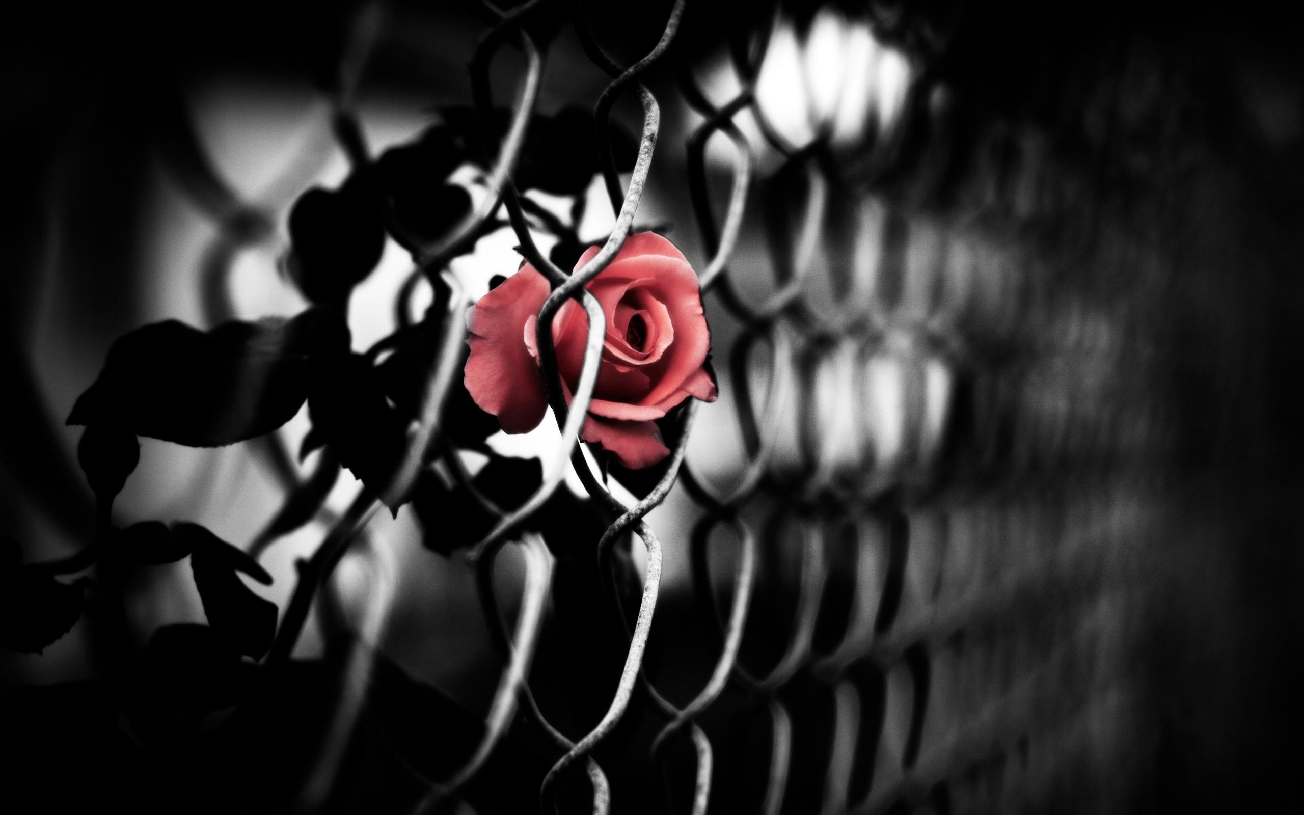 Wallpaper Rose Fence 2560x1600 HD Picture, Image