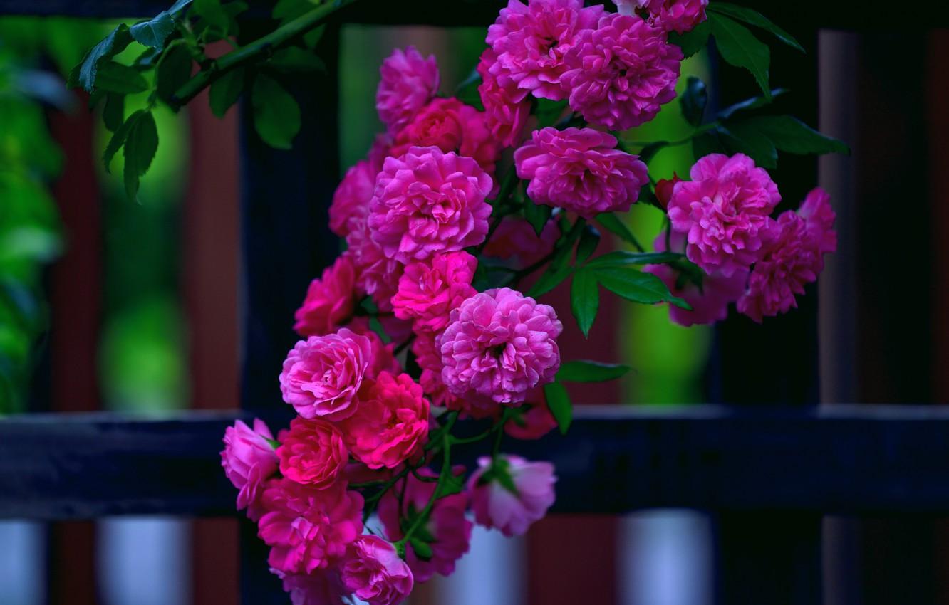 Wallpaper flowers, bright, the fence, roses, branch, garden