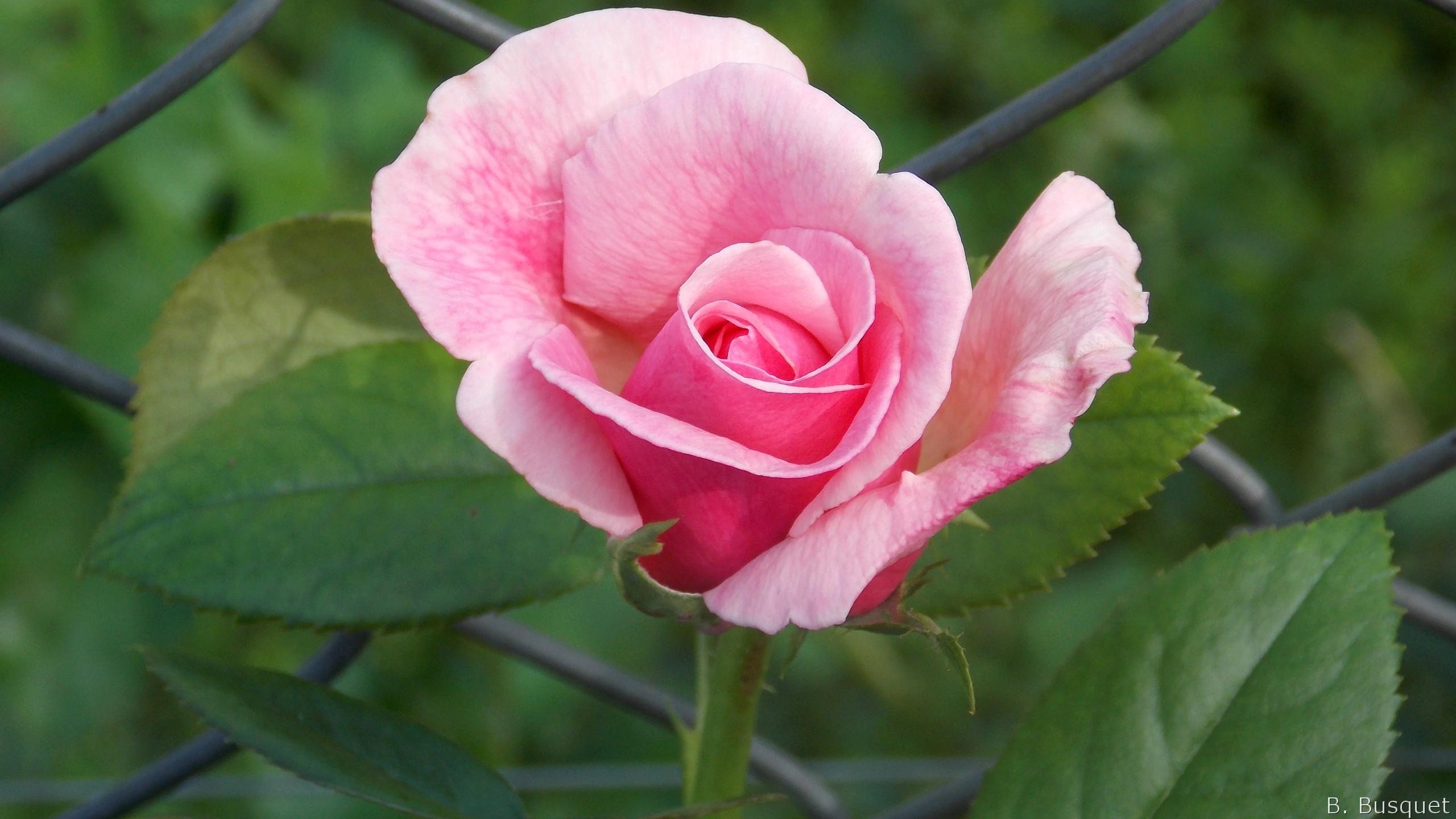 Pink rose and wire mesh fence. Barbaras HD Wallpaper