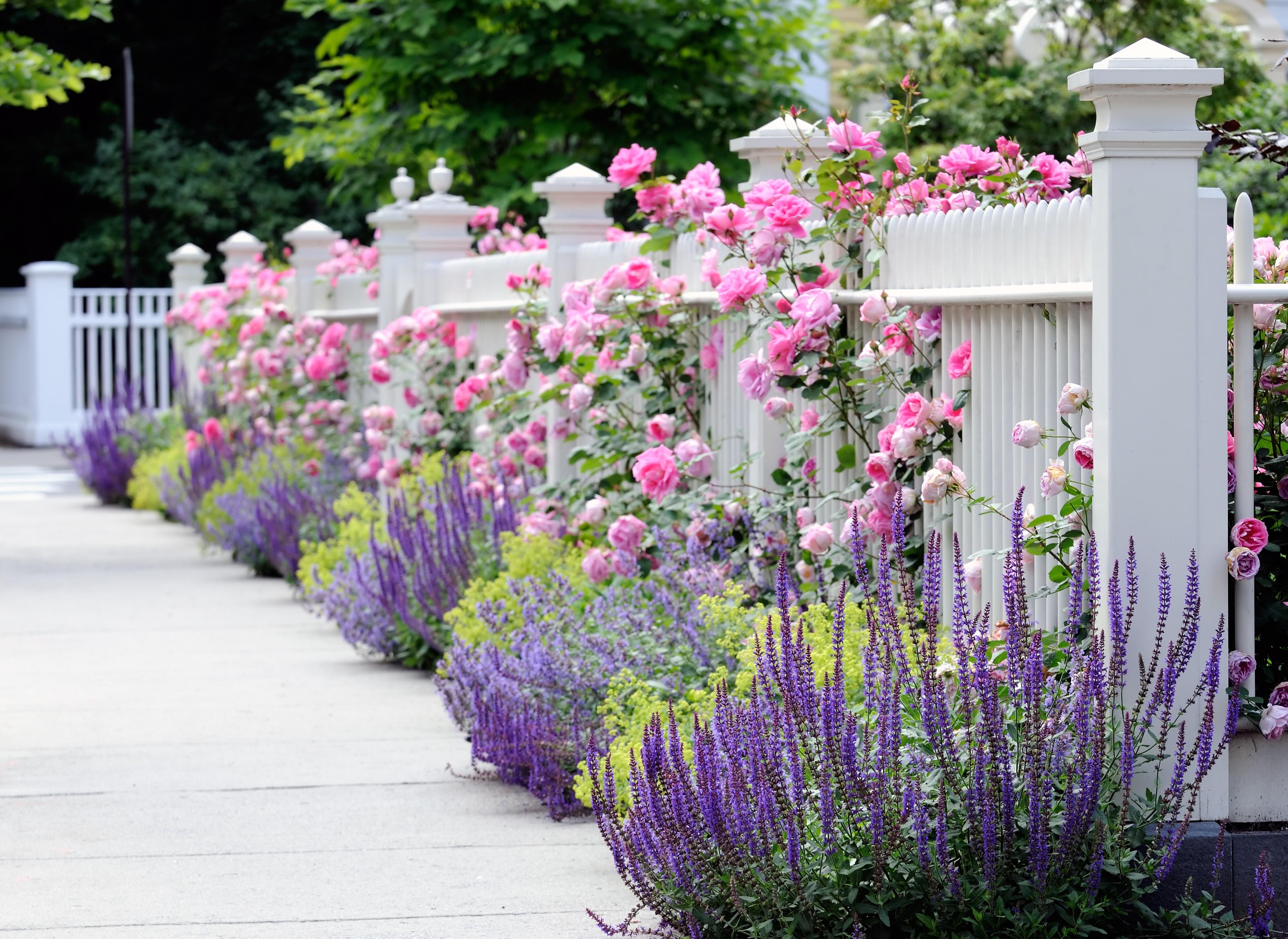 Depth Of Field, Pink Flower, Fence, Rose, Rose Bush